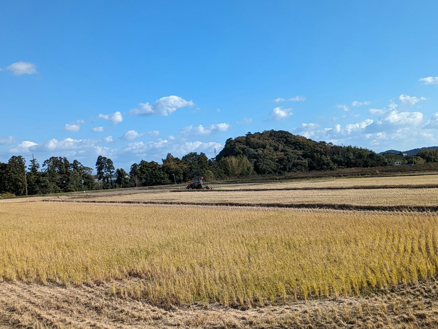 Goldene Reisfelder unter einem blauen Himmel mit verstreuten Wolken und einem kleinen Hügel