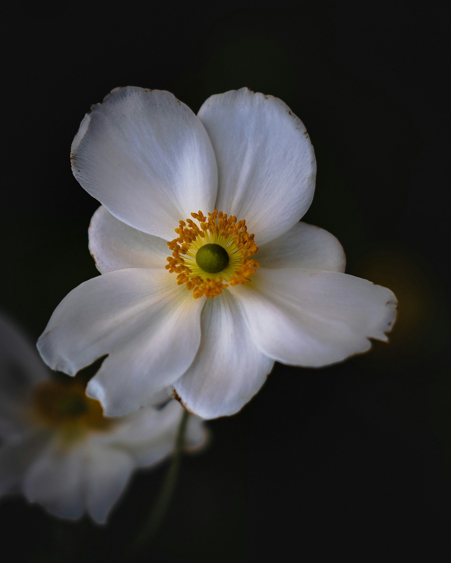 Primo piano di un fiore bianco con un centro giallo