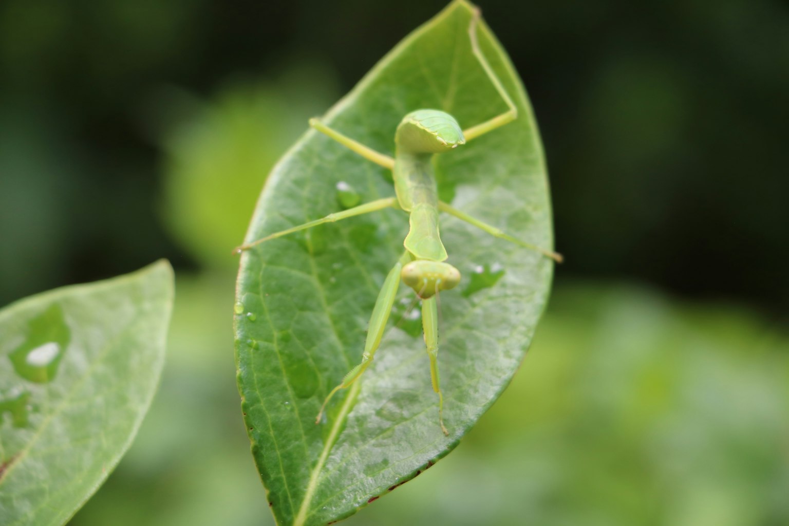 Belalang hijau di atas daun