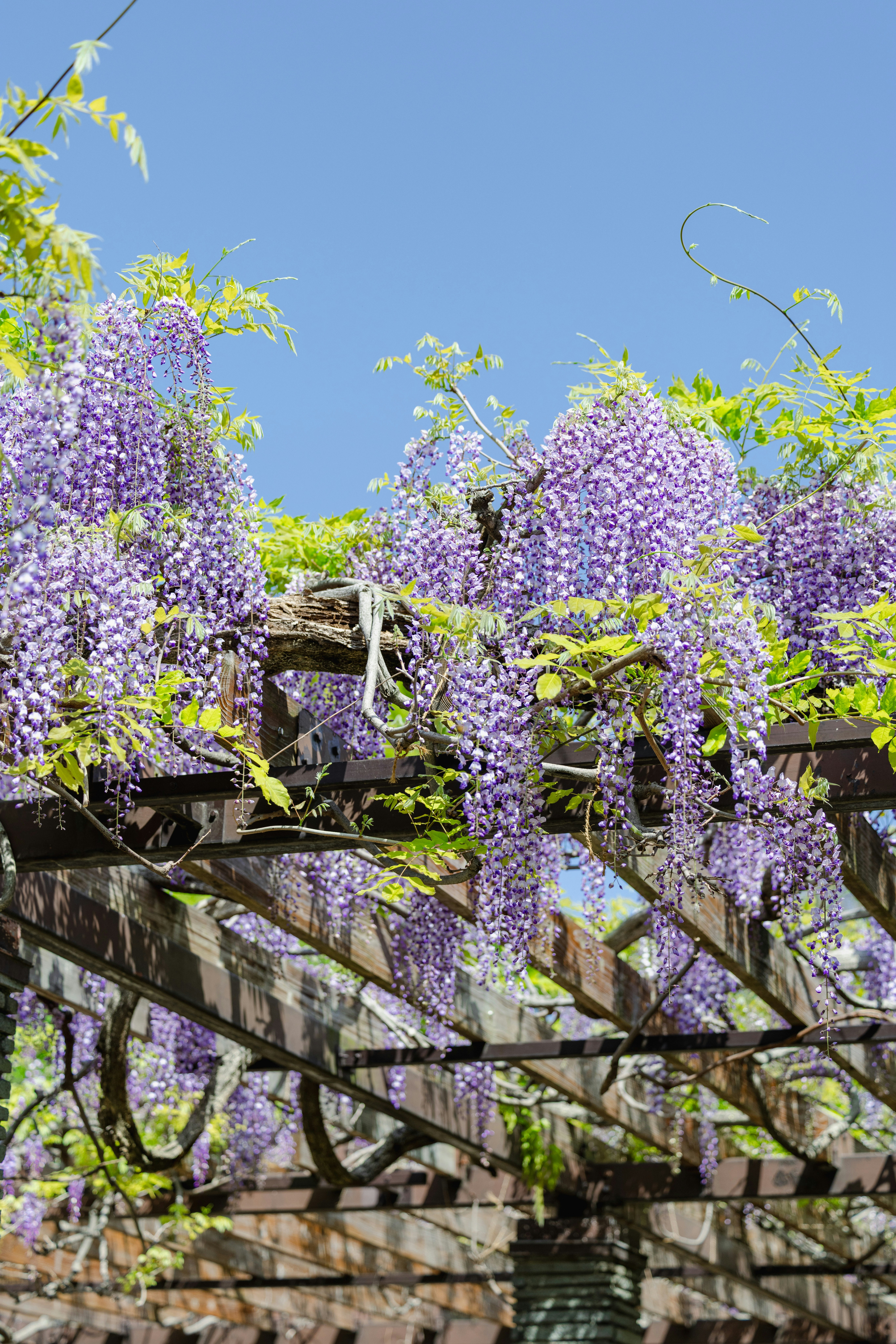 藤の花が咲く木製の棚と青空の下の庭