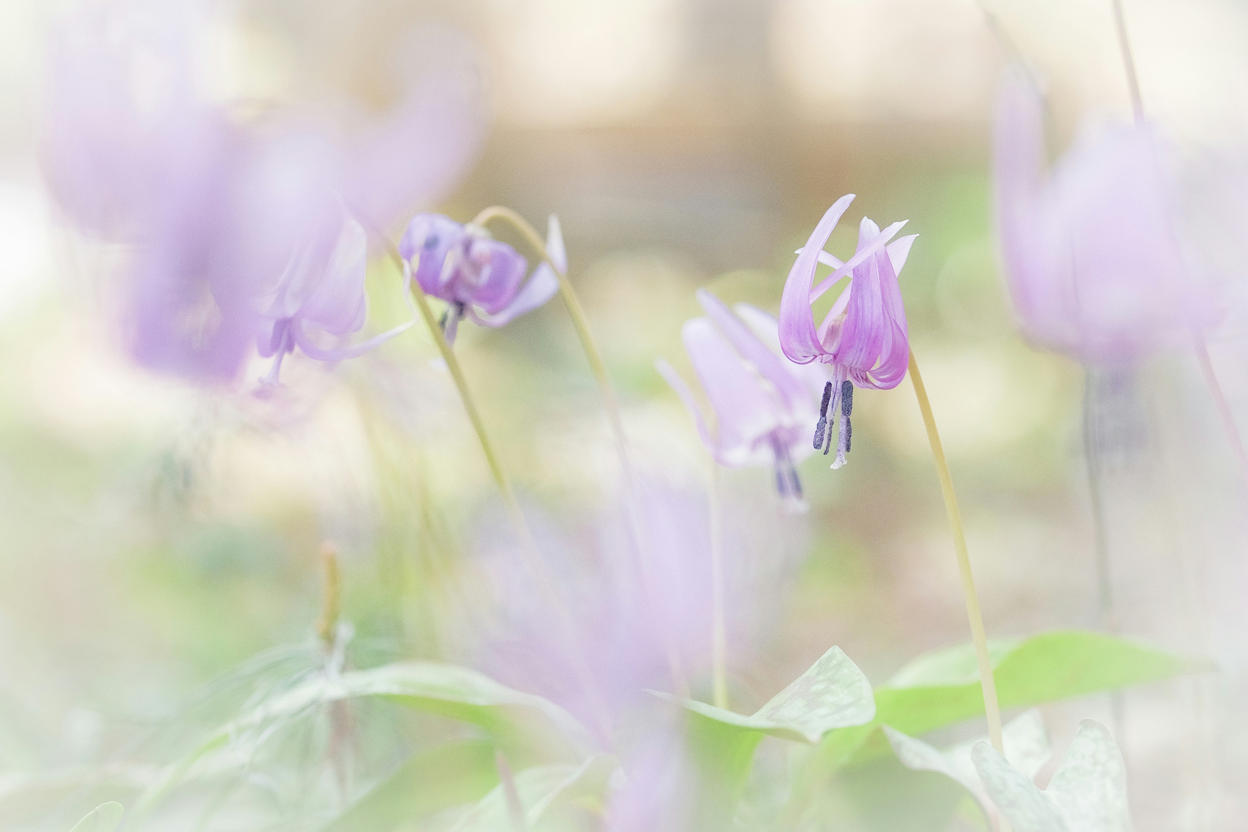 カタクリの花が淡い光の中で咲く草原のような風景