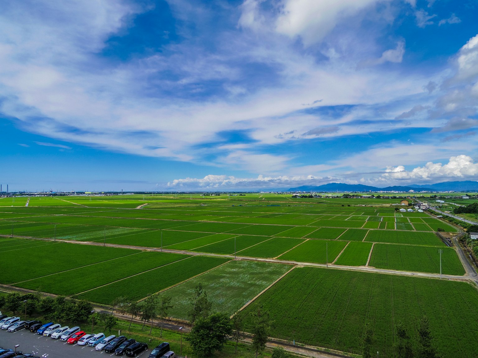 Ladang padi hijau yang luas di bawah langit biru