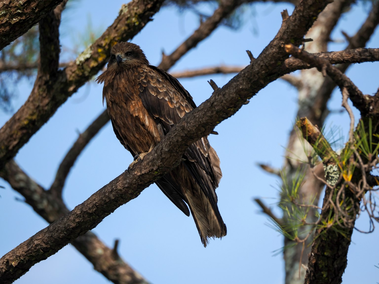 Rapace marrone appollaiato su un ramo