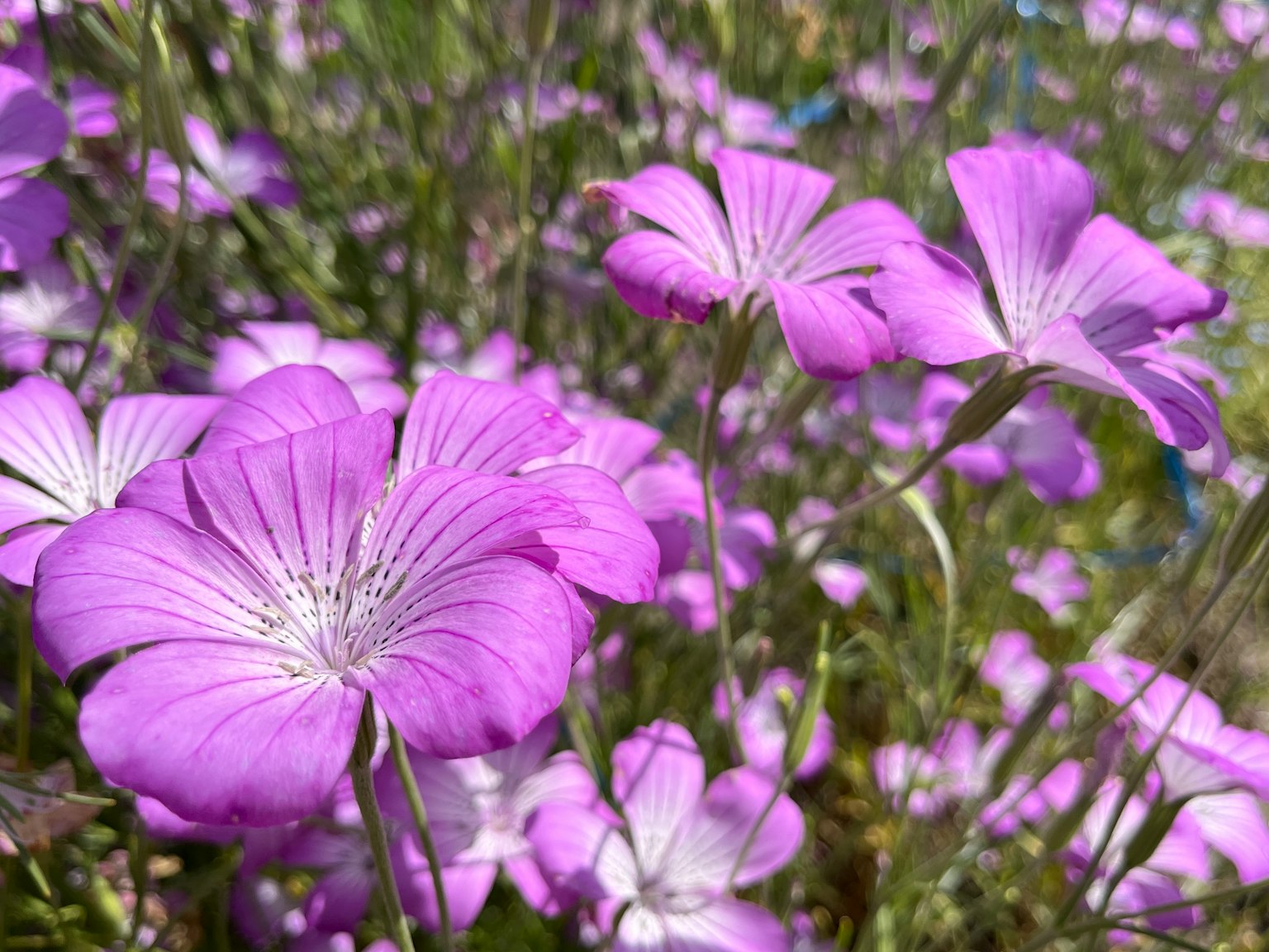 Fleurs violettes magnifiques fleurissant dans un champ