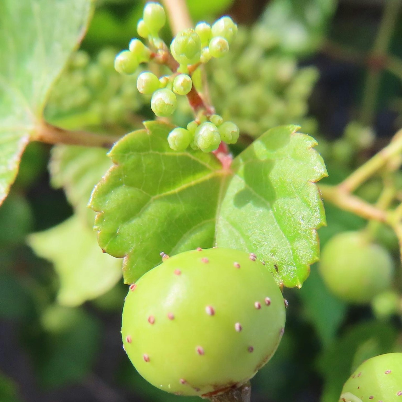 Gros plan sur des baies de raisin vert et des feuilles