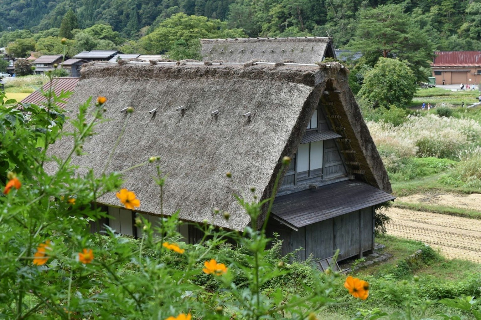 Casa tradizionale gassho-zukuri circondata da vegetazione lussureggiante