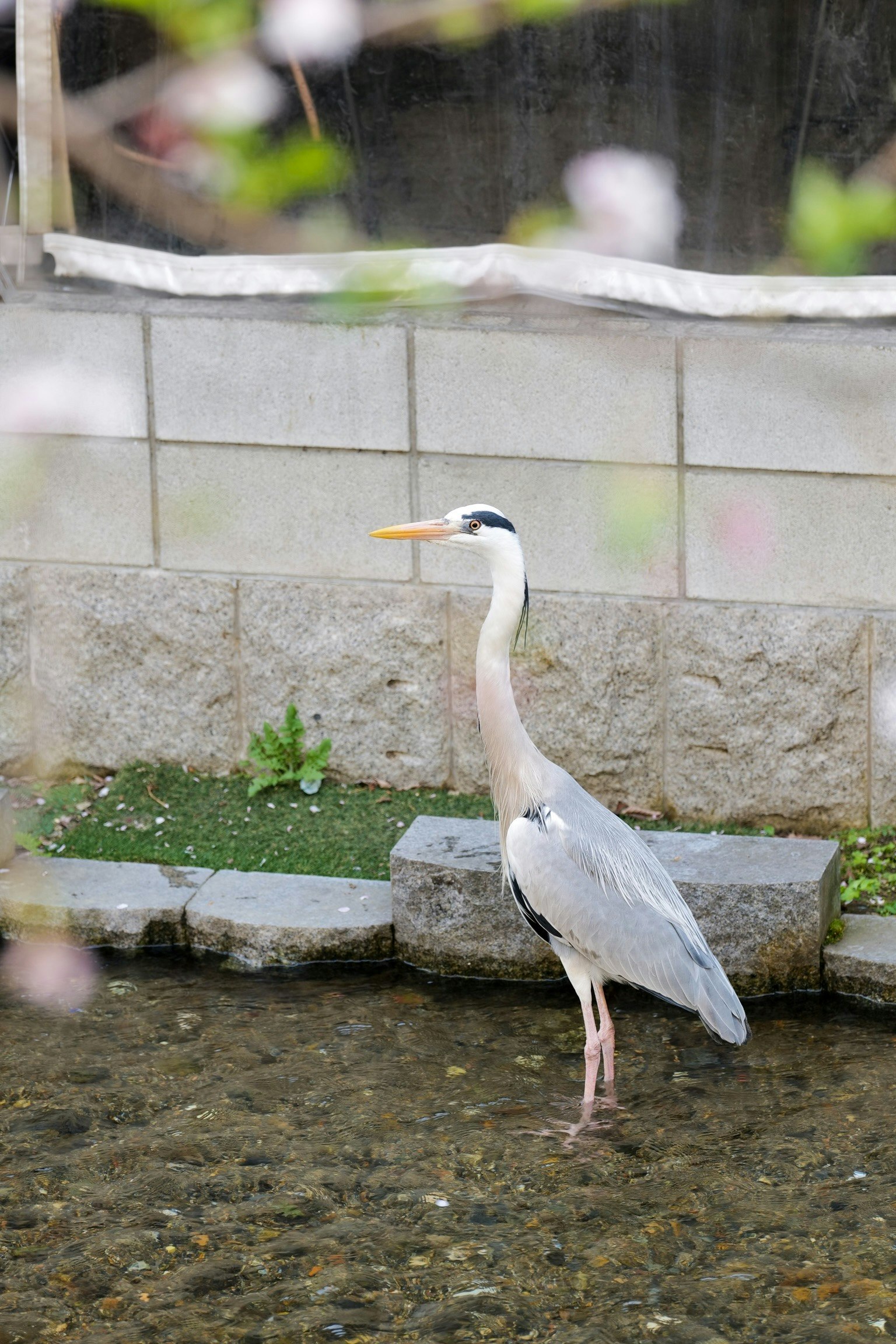 Burung heron abu-abu berdiri di tepi kolam dengan latar belakang bunga sakura