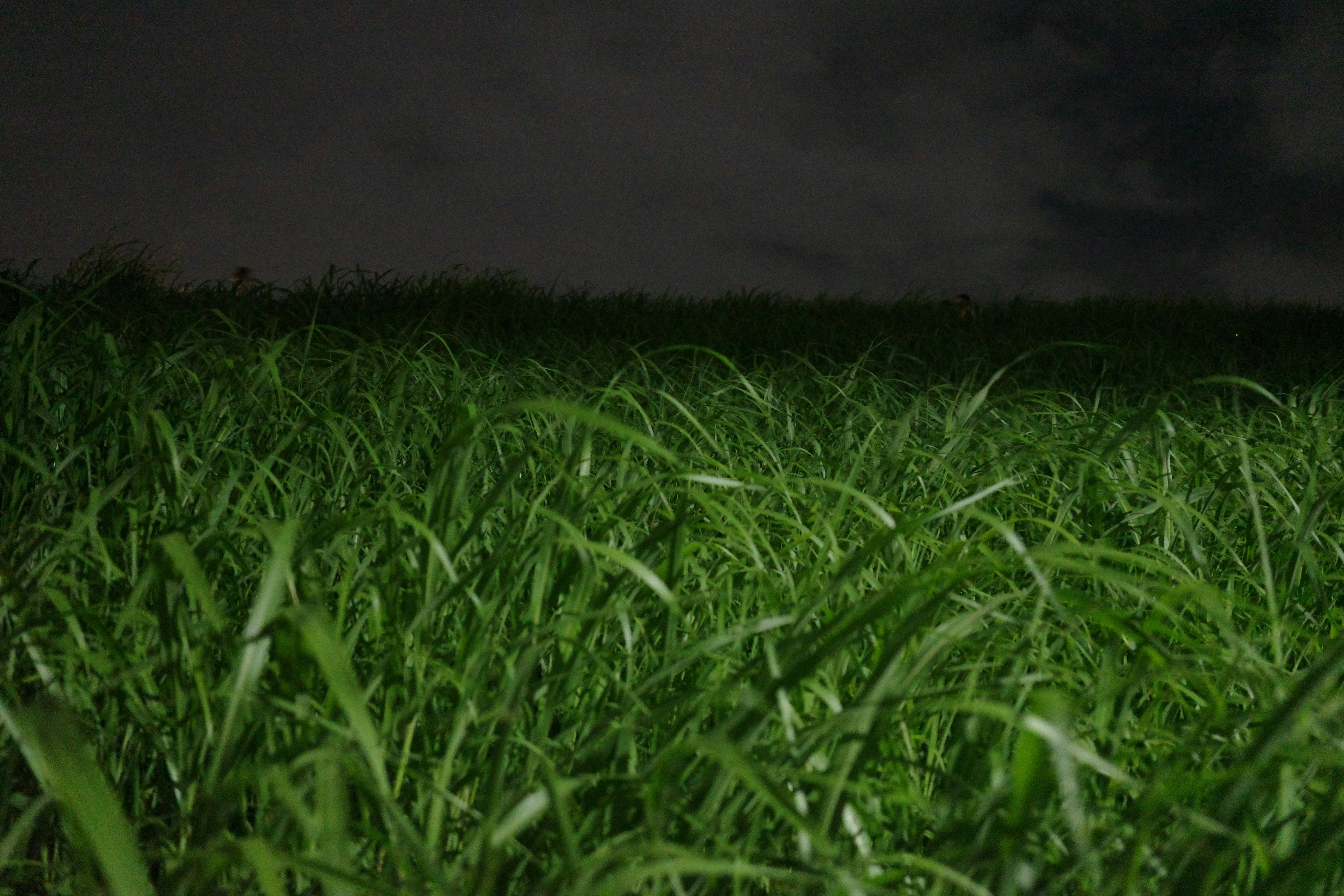 夜の芝生に広がる濃い緑の草むら
