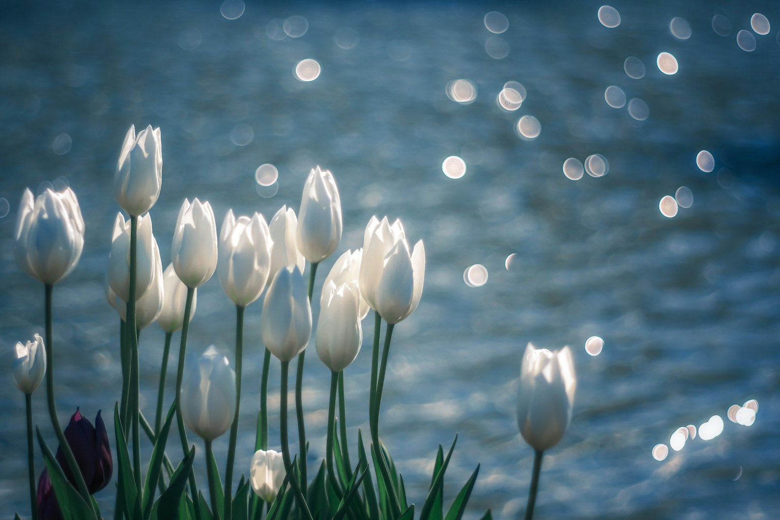 Un groupe de tulipes blanches sur un fond d'eau bleue scintillante