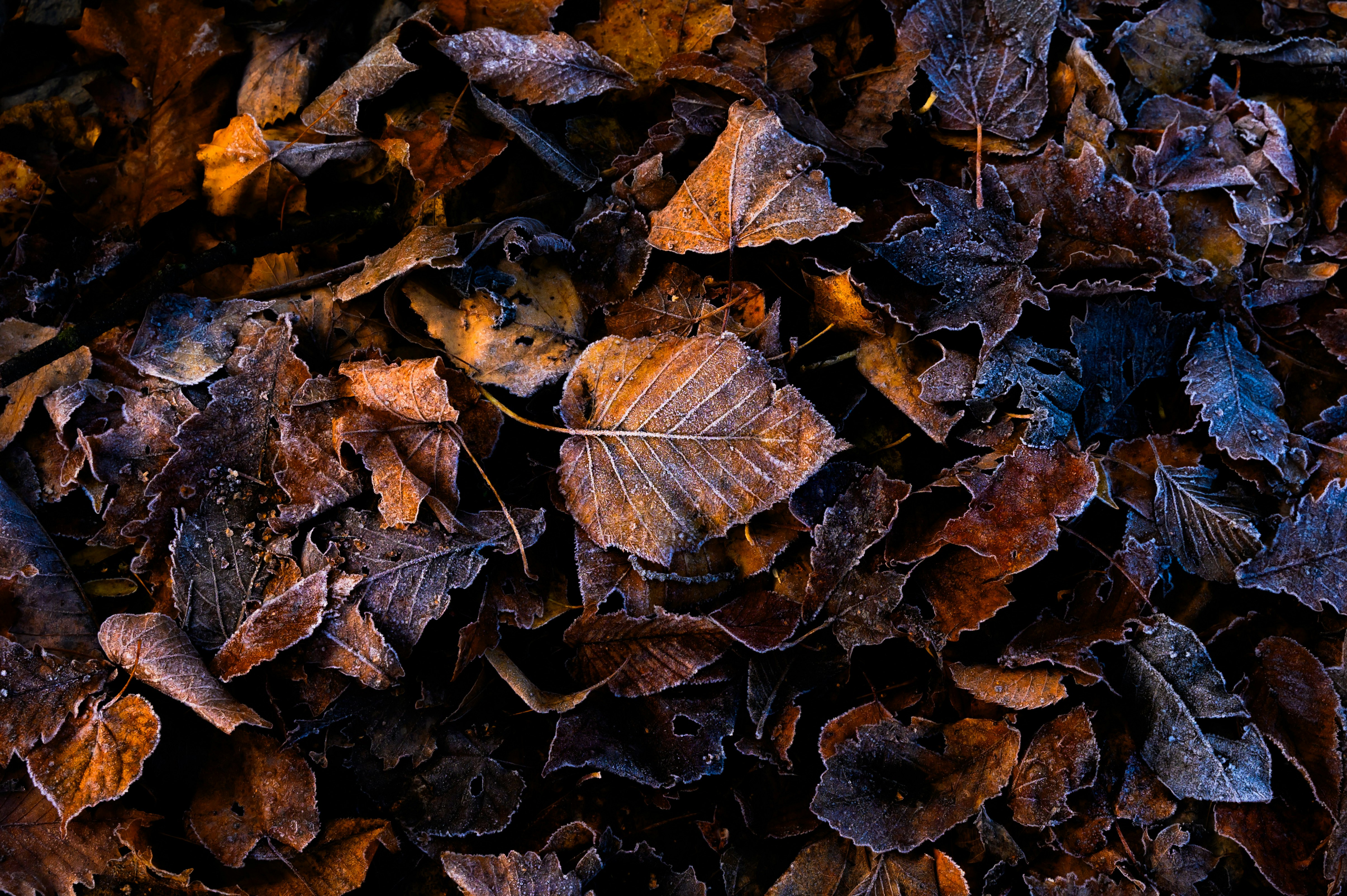 autumn ground covered with fallen leaves