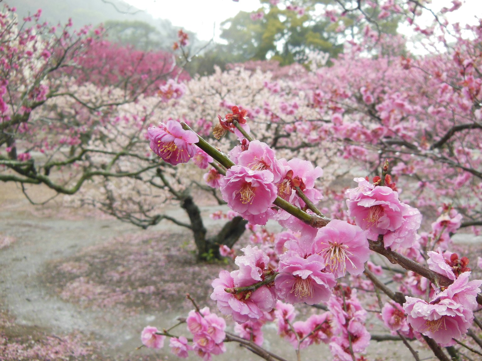Pemandangan bunga sakura yang mekar dengan bunga pink di cabang dekat dan pohon yang mekar di latar belakang