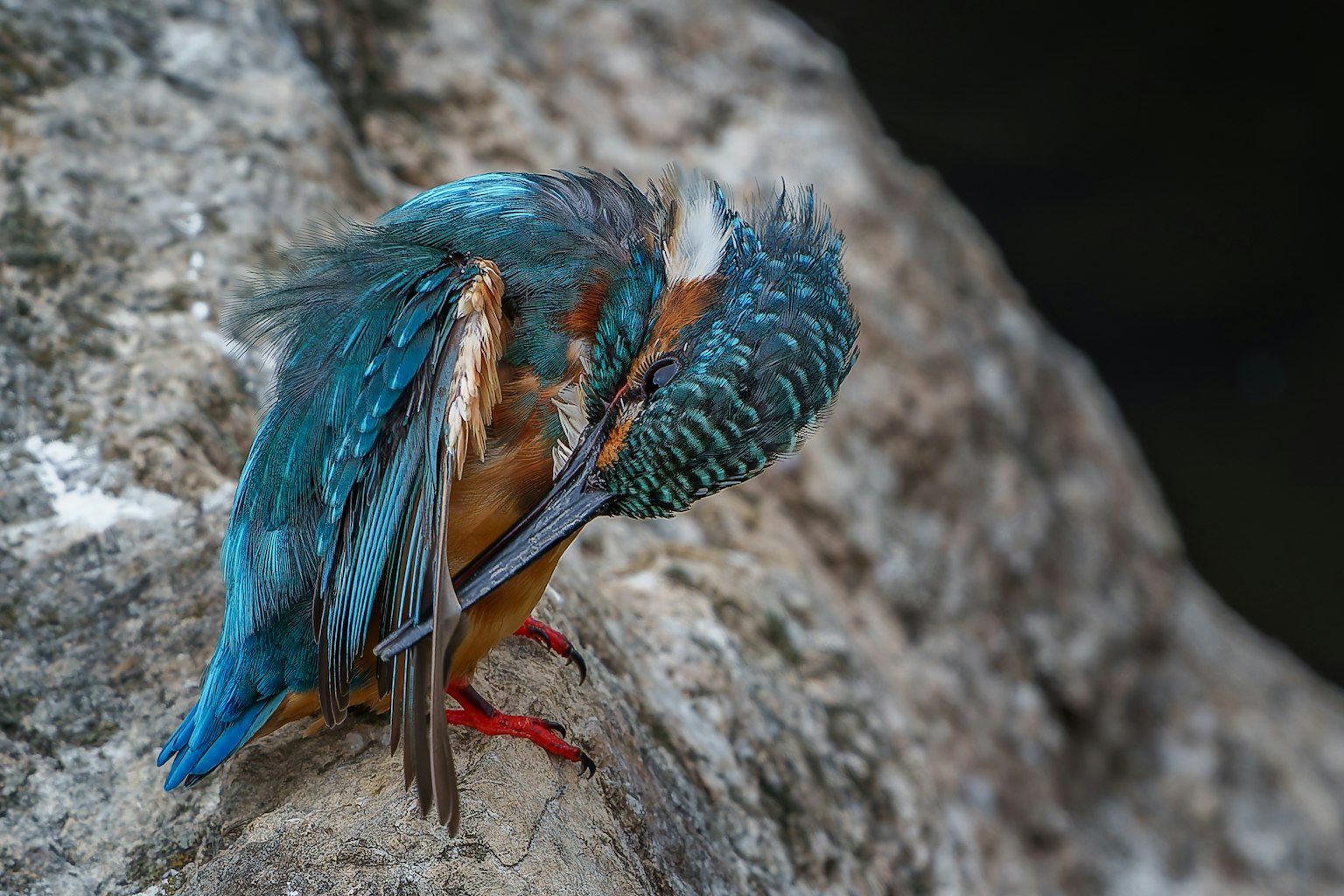A kingfisher with vibrant blue and green feathers preening on a rock