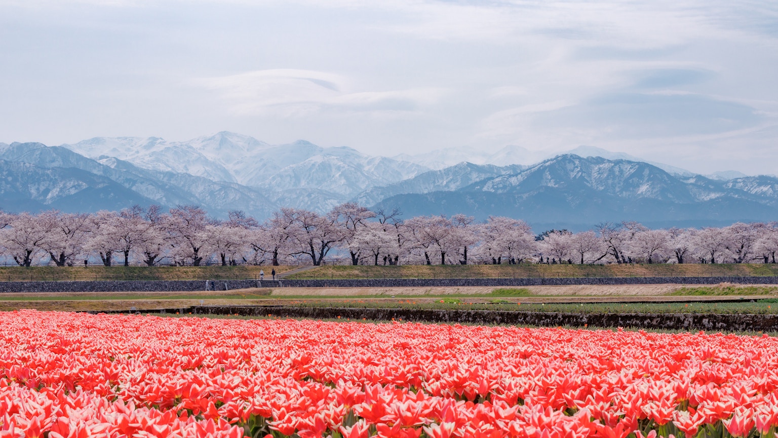 Vast field of blooming pink flowers with snow-capped mountains in the background