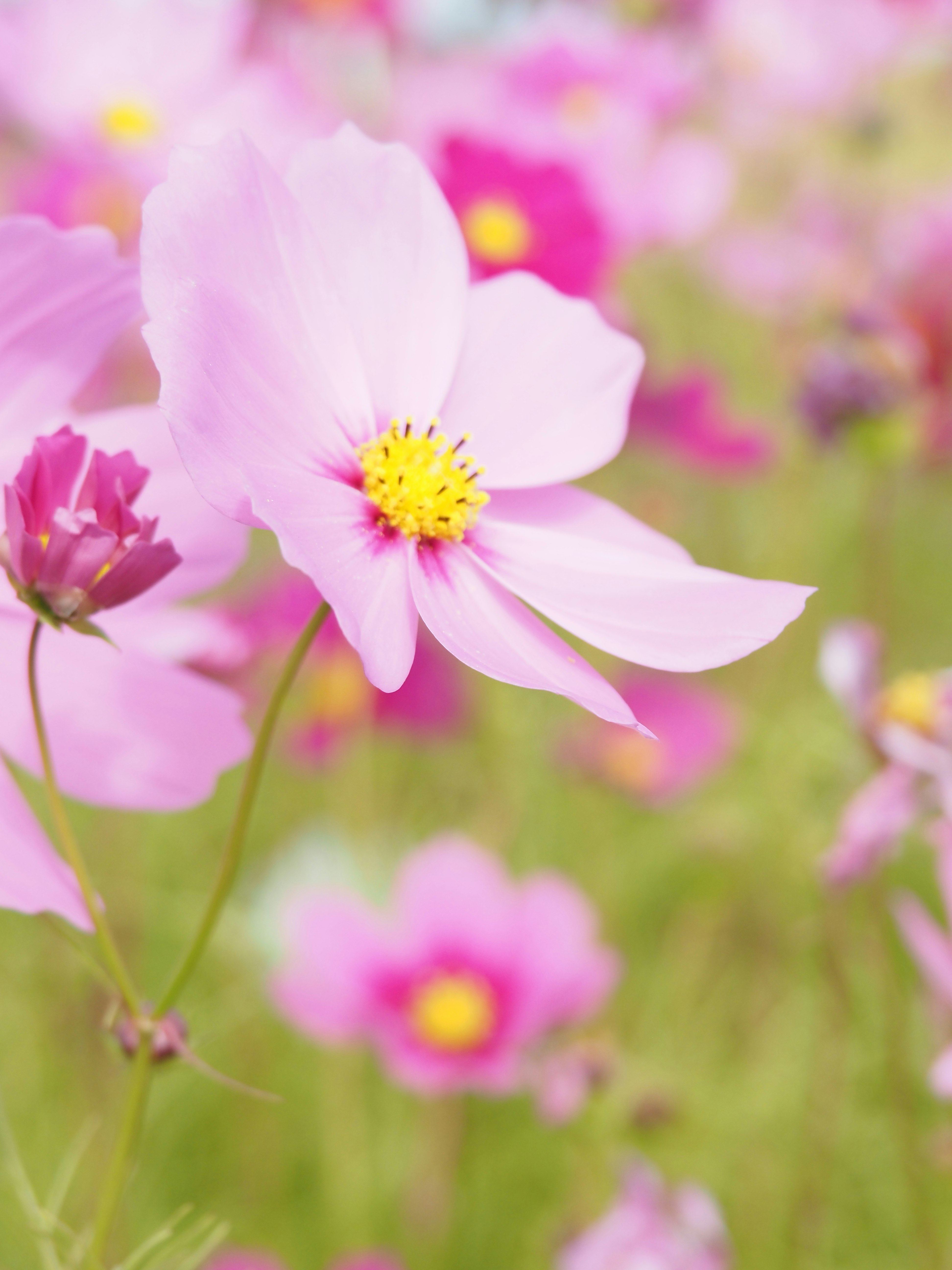 Rosa Schmuckkörbchen-Blüten in einem unscharfen Herbstgarten