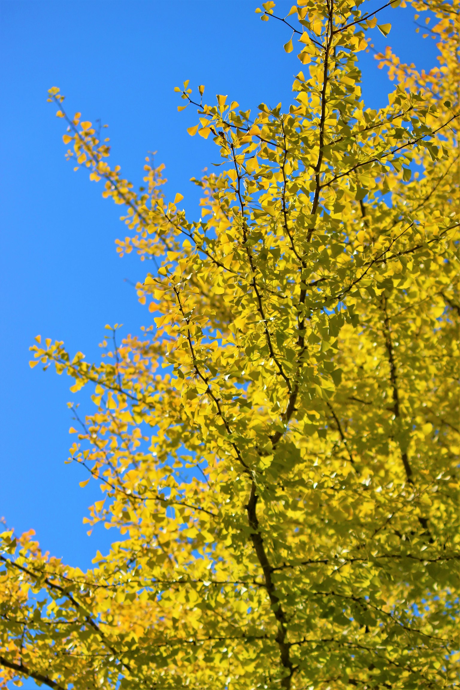 Hojas amarillas vibrantes en un árbol contra un cielo azul claro
