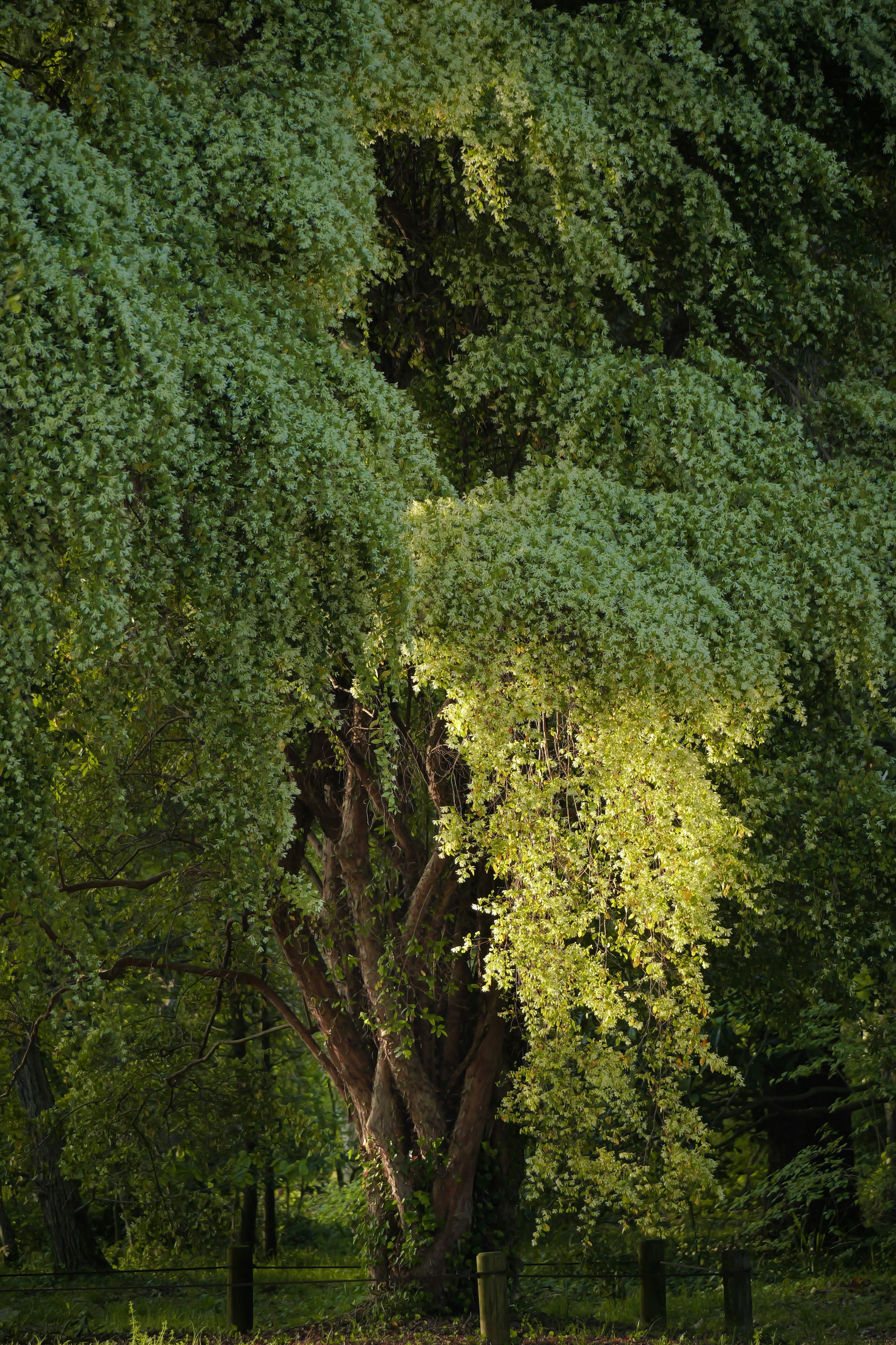 Reihe von Tokiwa-Mansaku im Botanischen Garten der Präfektur Kyoto