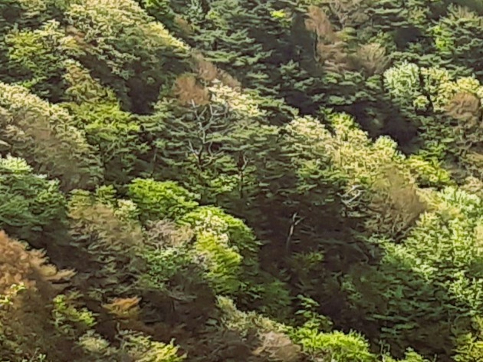 郁郁葱葱的绿色和棕色森林景观，树木繁多