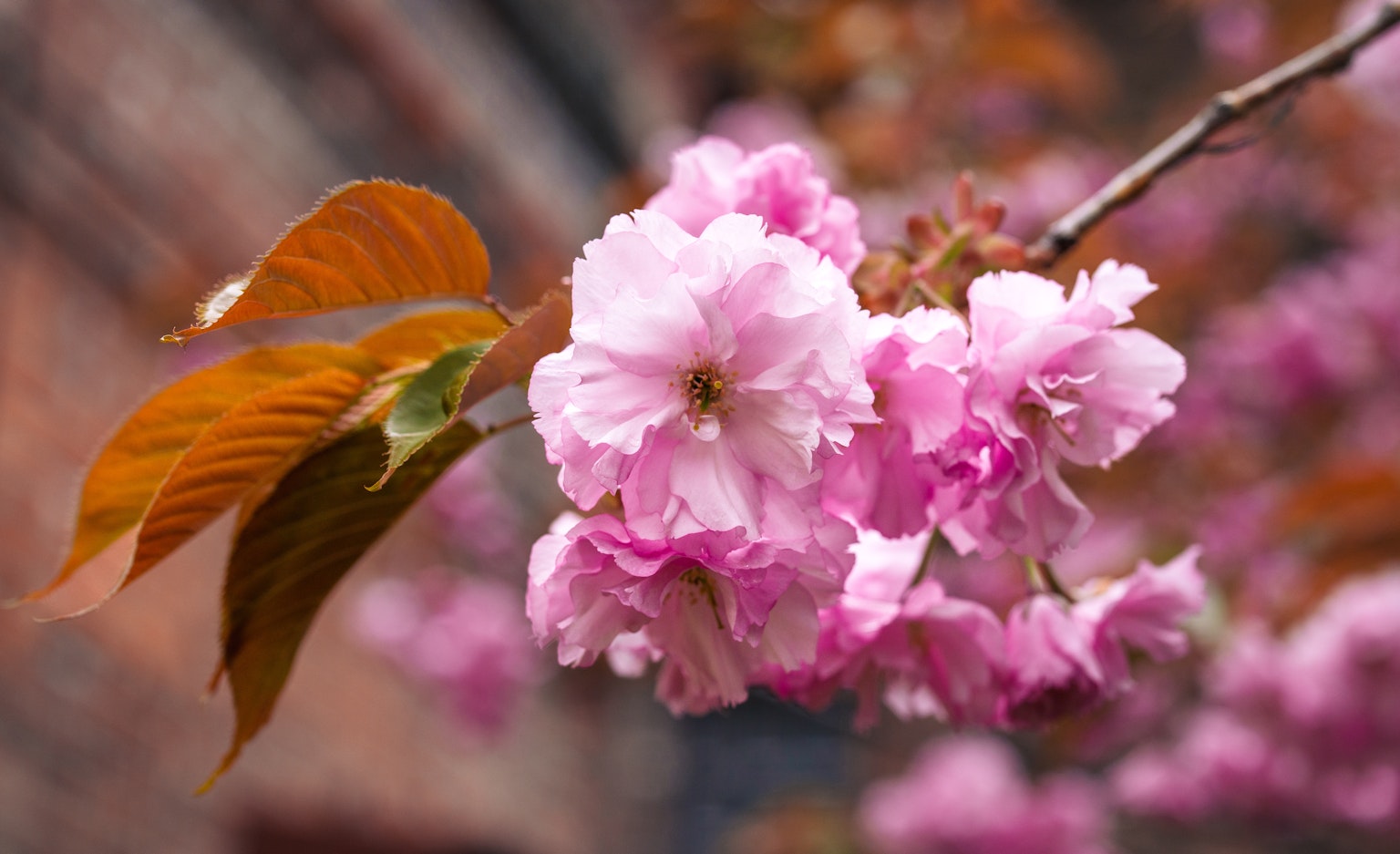 Kedekatan cabang bunga sakura dengan bunga pink dan daun coklat