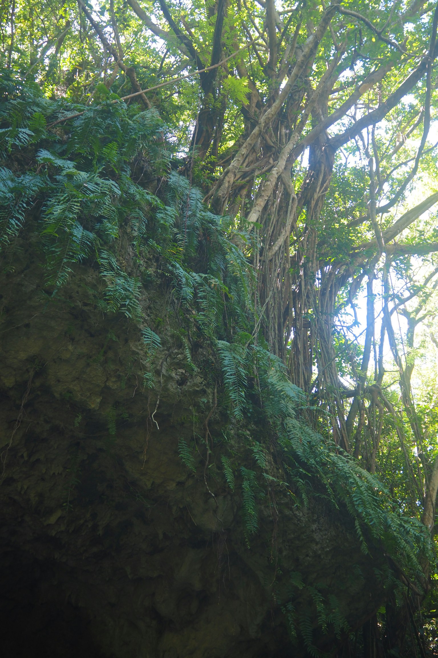 Upper part of lush green trees with ferns growing on a rock