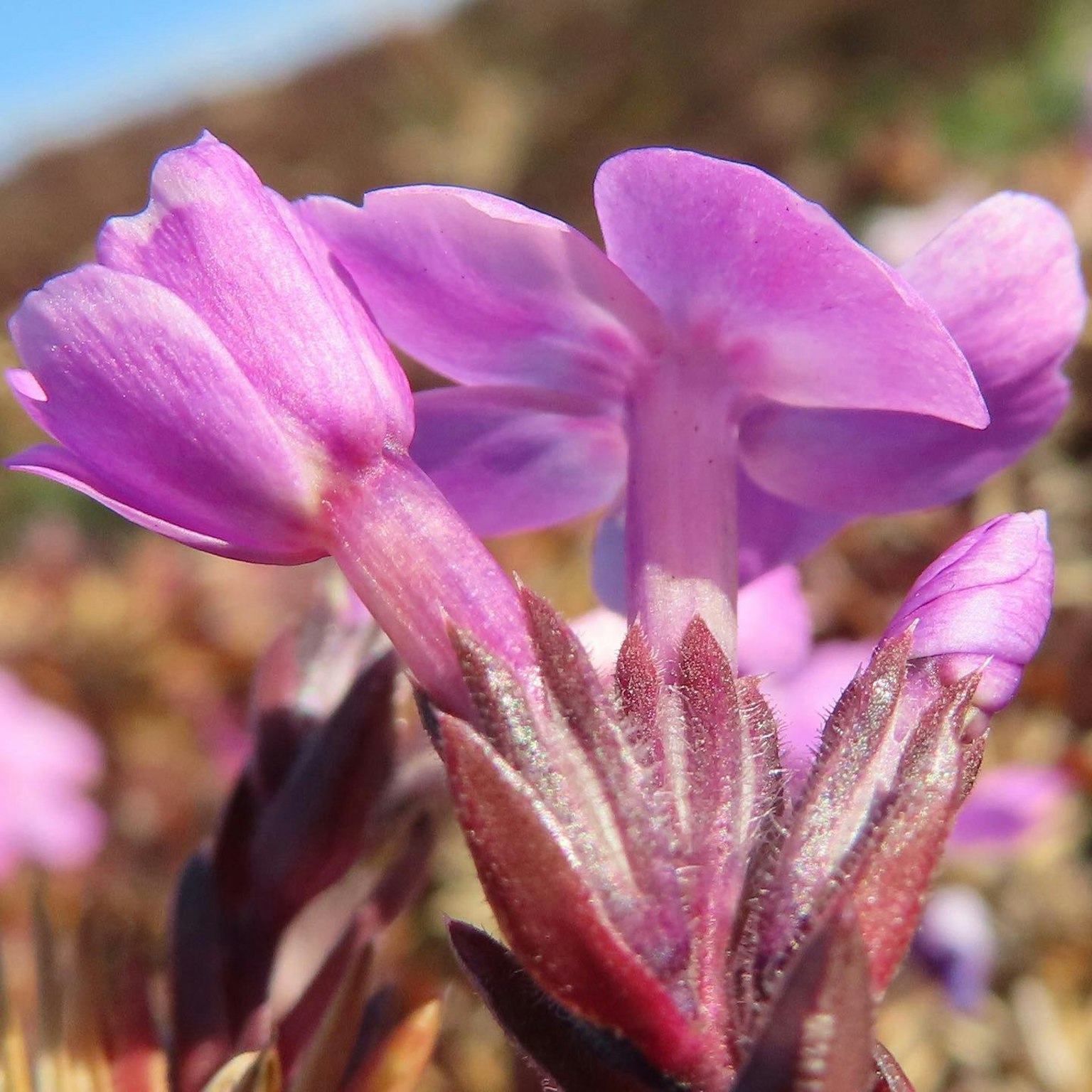Nahaufnahme von lebhaften lila Blumen, die auf einer Pflanze blühen
