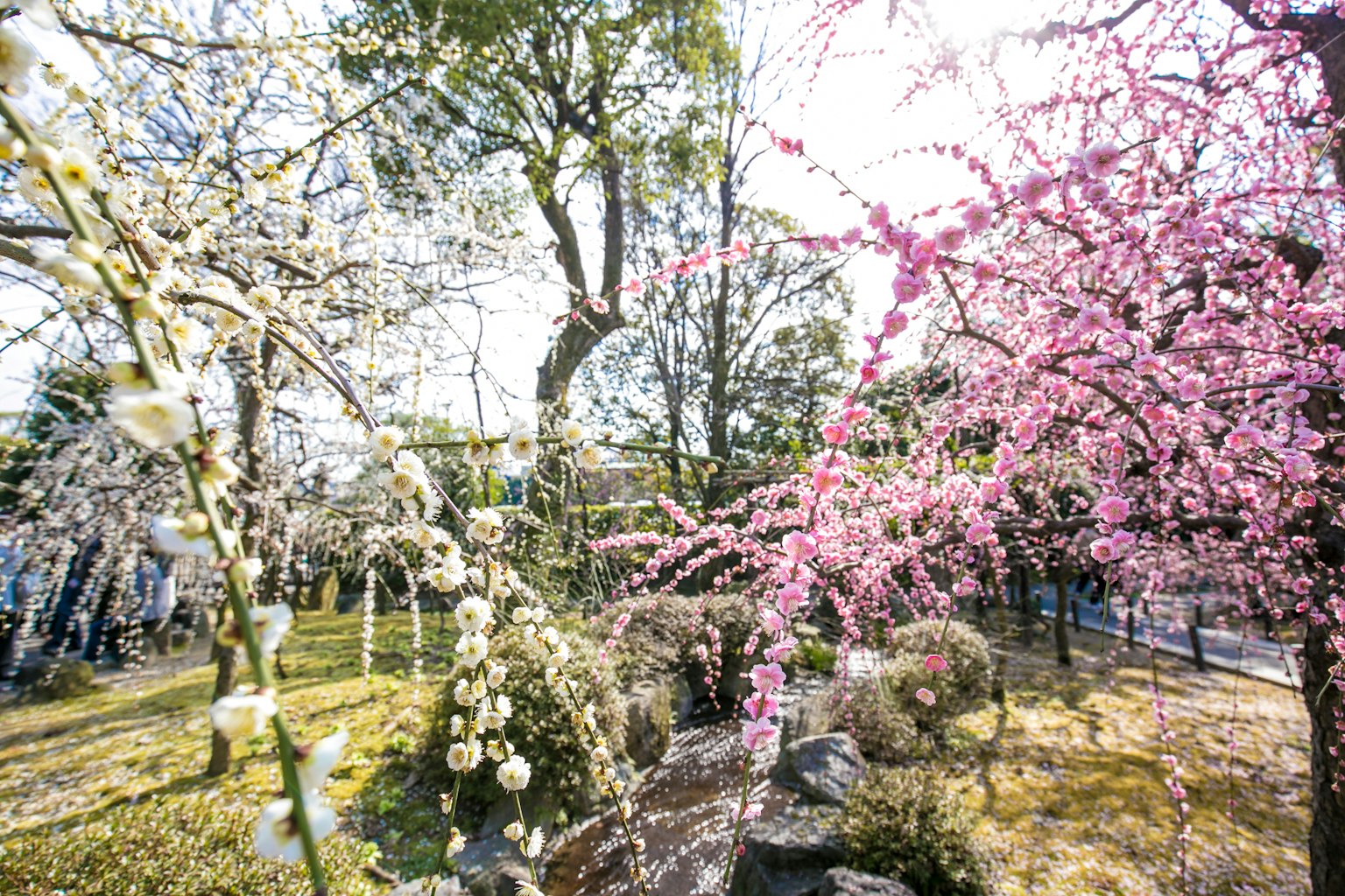 公园内樱花和梅花盛开的美丽景色