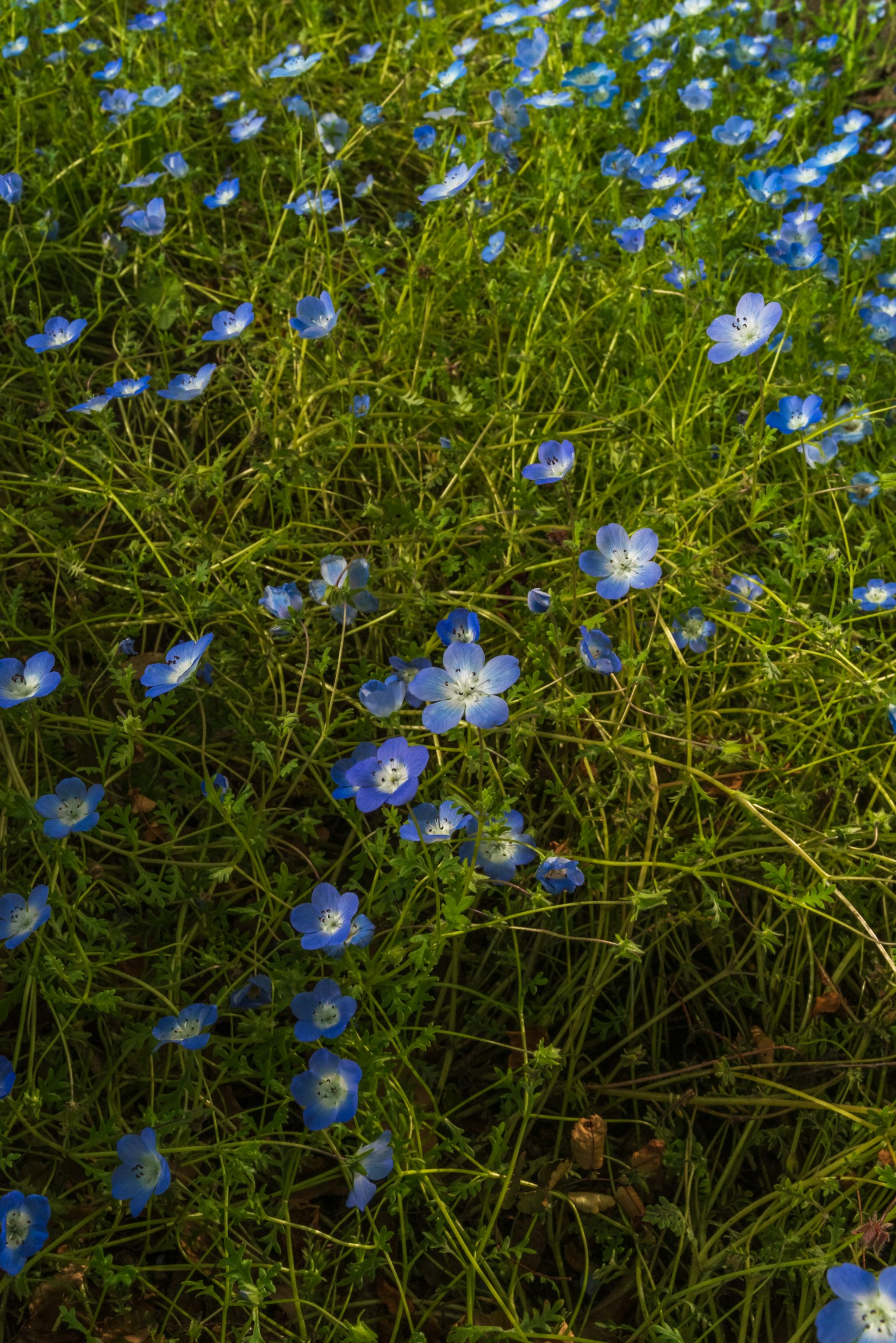 Un prato pieno di fiori blu in fiore