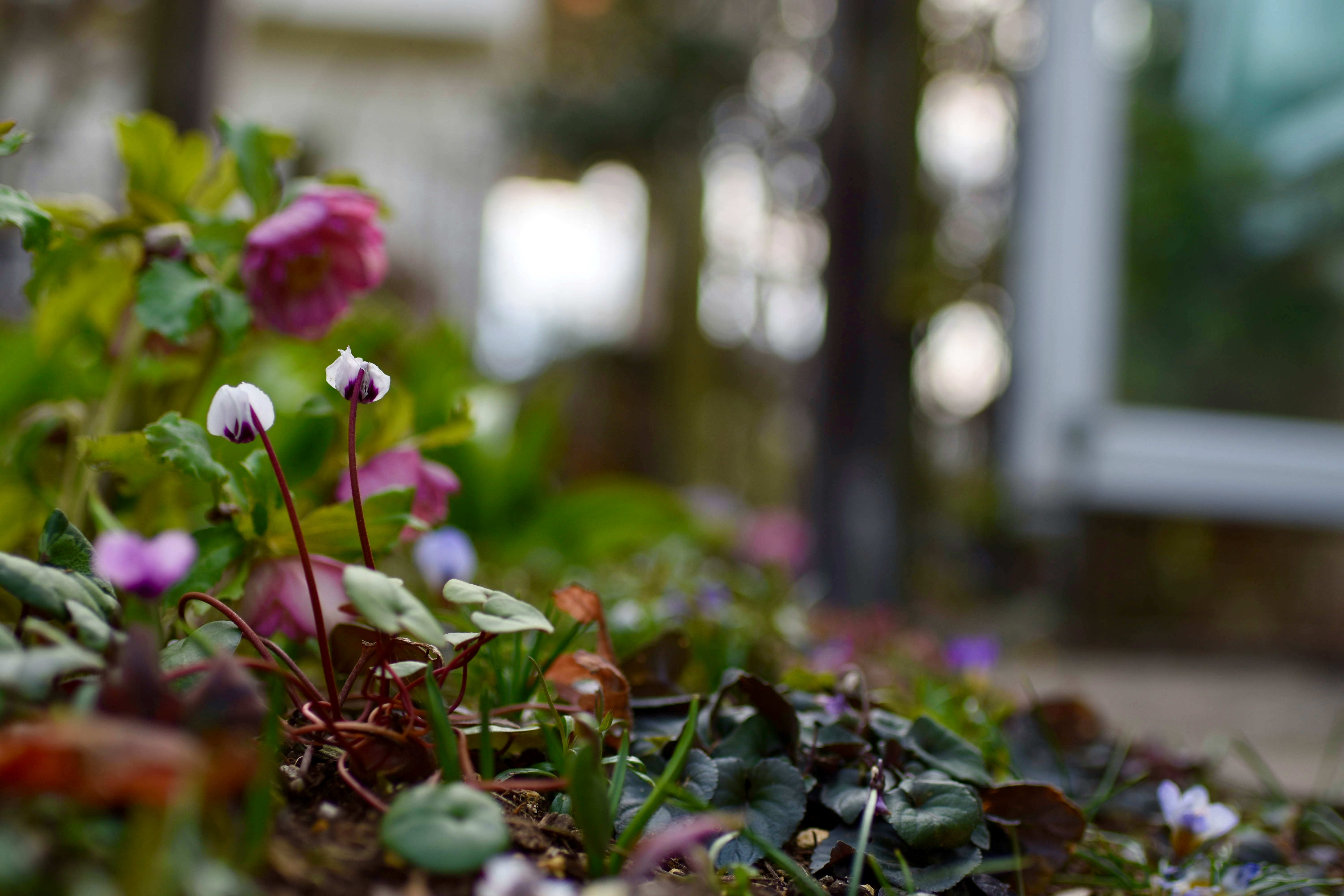 花壇の小さな花と葉のボケ背景