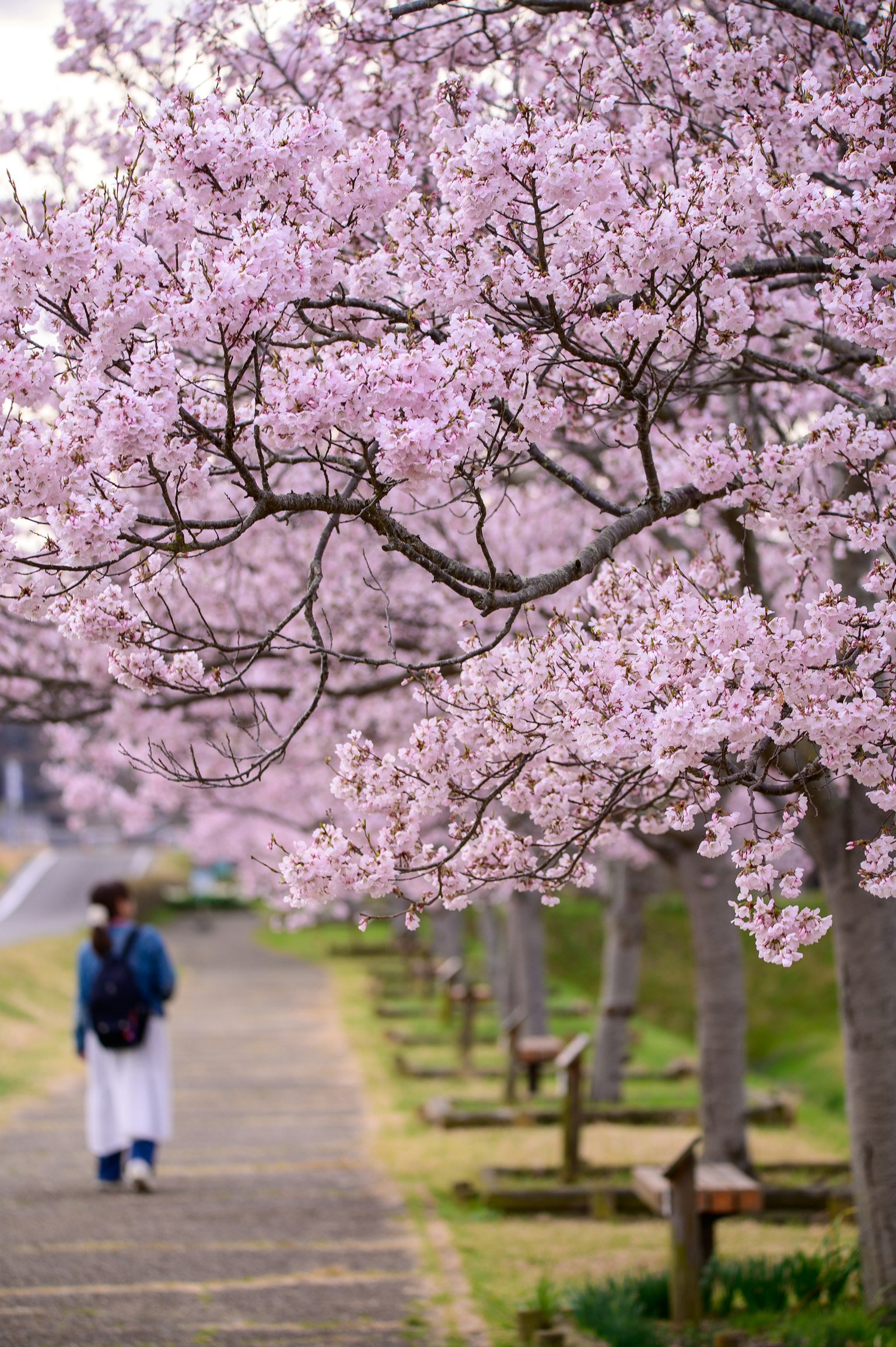 A person walking along a path lined with cherry blossom trees