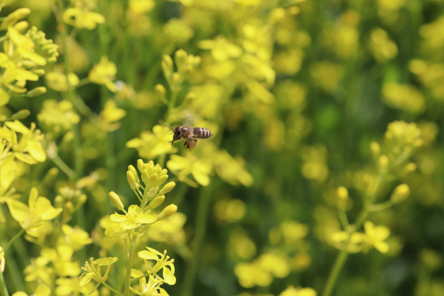 Abeille volant parmi des fleurs jaunes vives