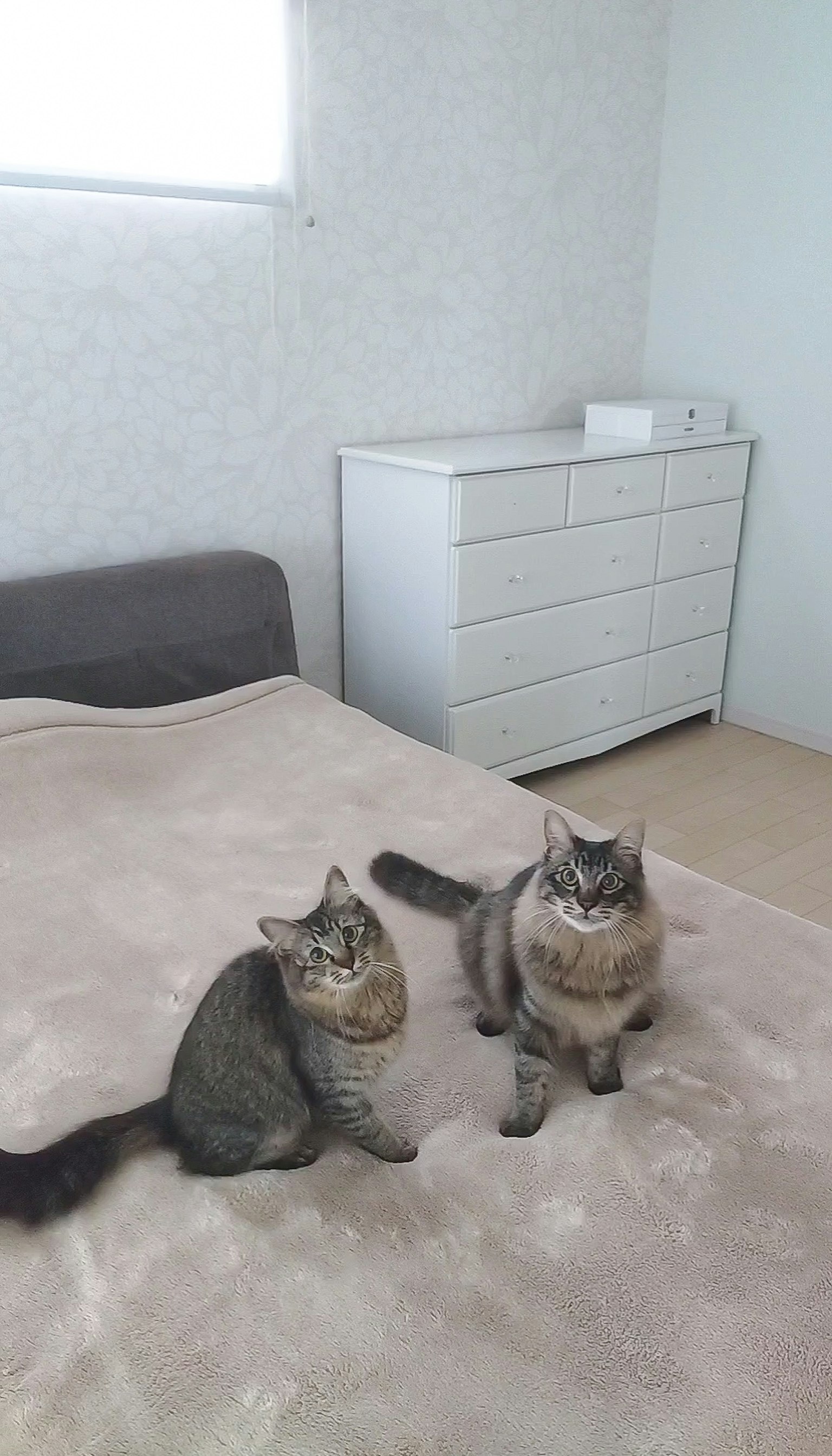 방 안 침대 위에 앉아 있는 두 마리 고양이