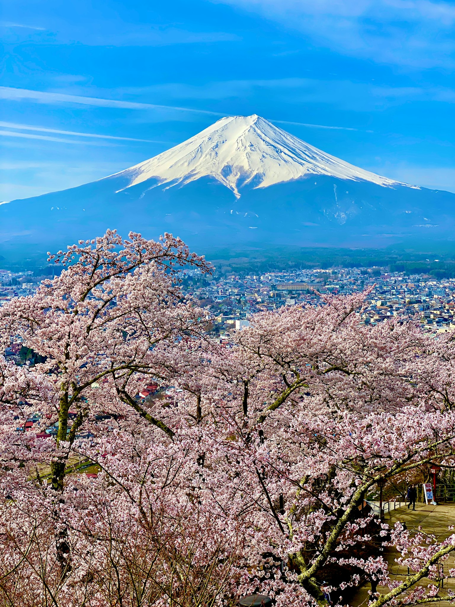 ทิวทัศน์ที่สวยงามของดอกซากุระพร้อมภูเขาฟูจิในพื้นหลัง