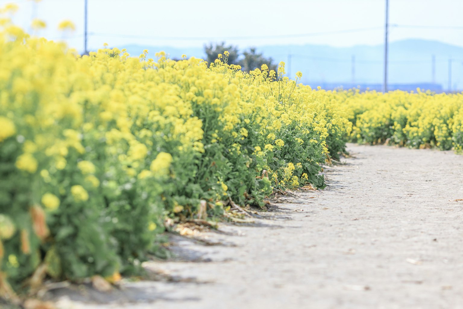 Champ de fleurs jaunes le long d'un chemin en gravier