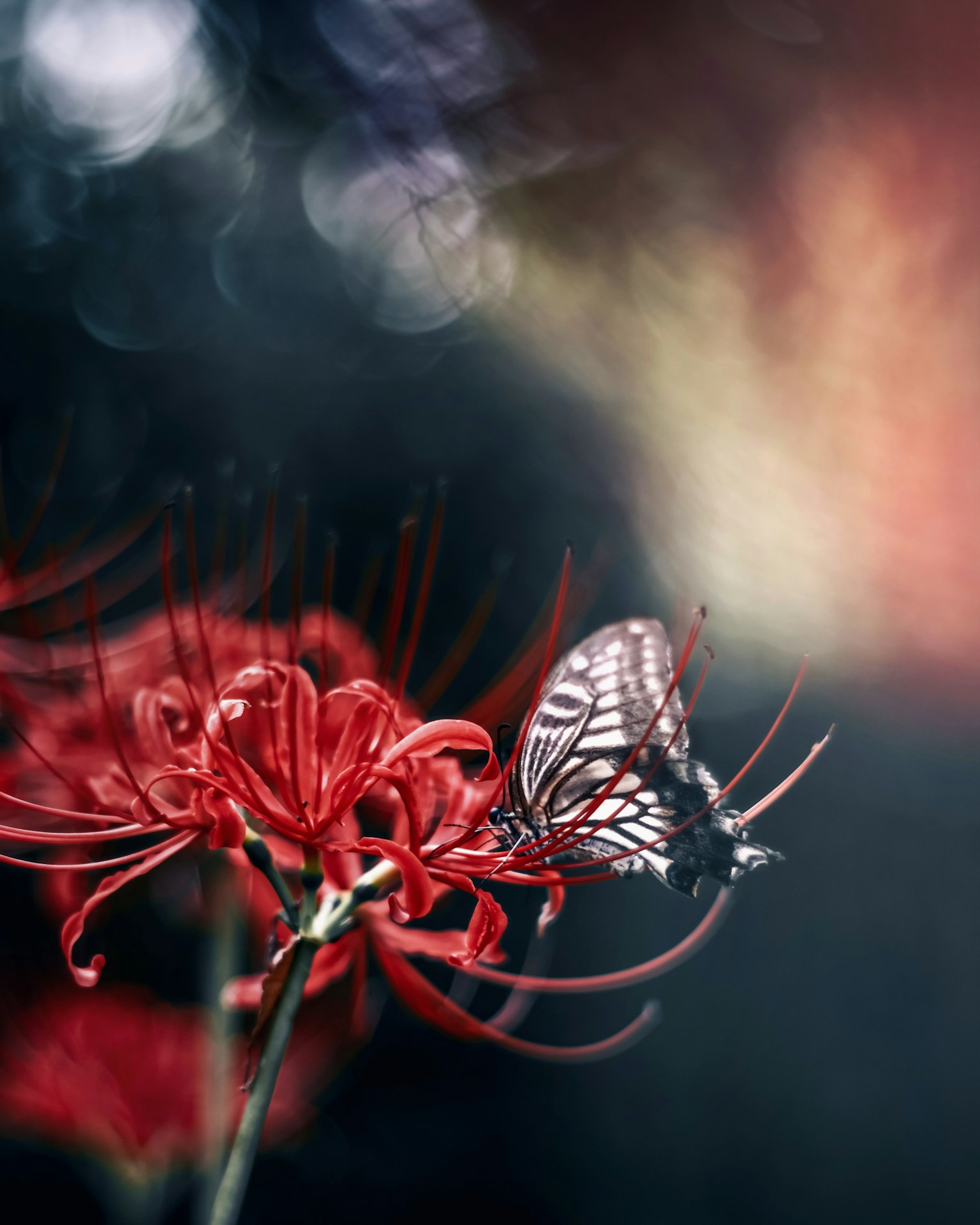 Close-up of a butterfly resting on a red spider lily