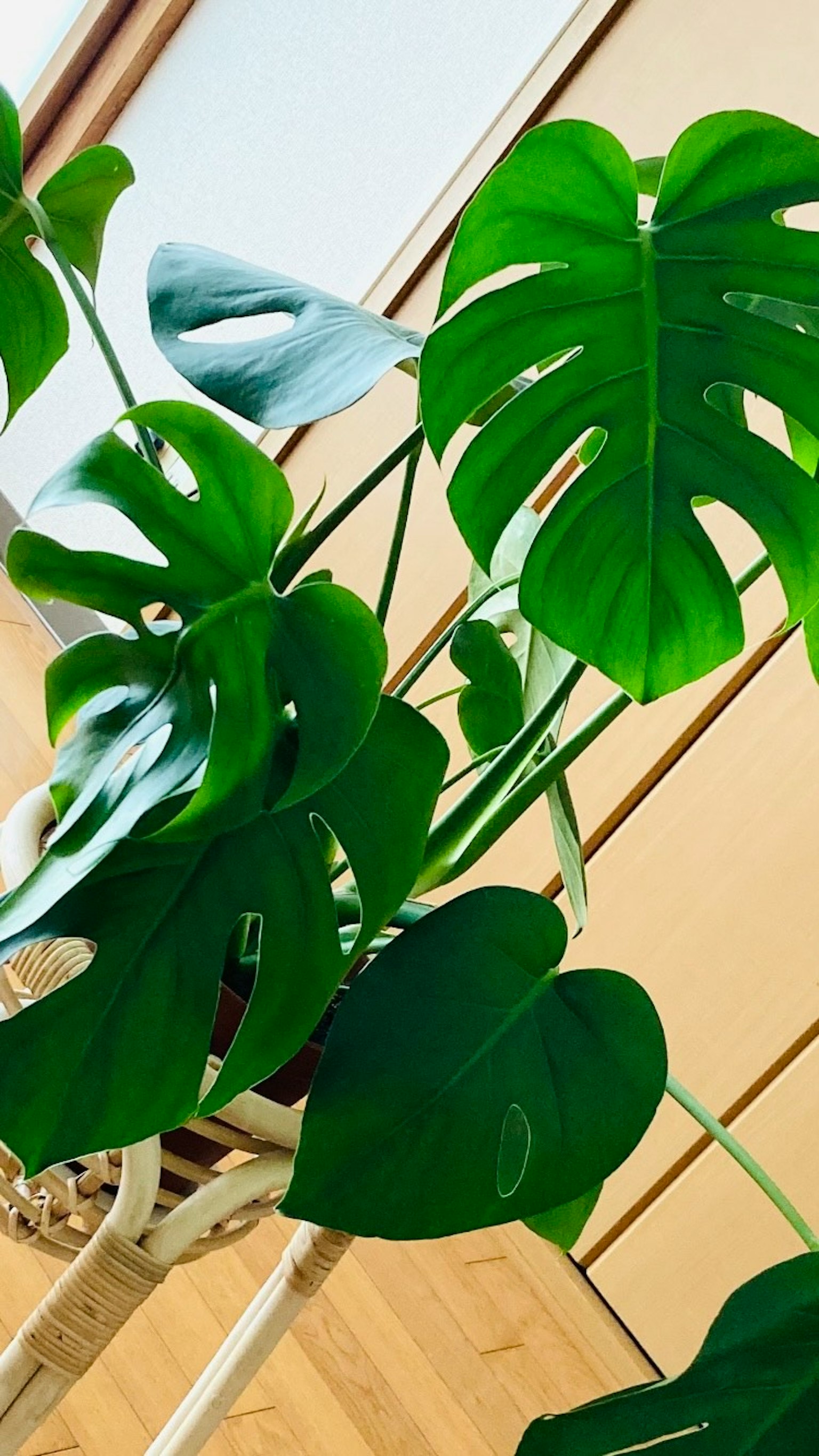 Cây trong nhà với lá Monstera xanh tươi