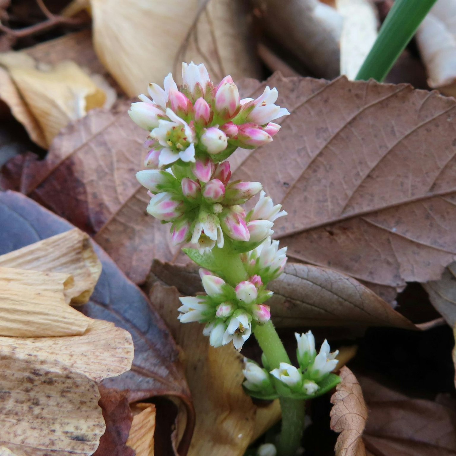 Pianta con fiori rosa e bianchi tra le foglie secche