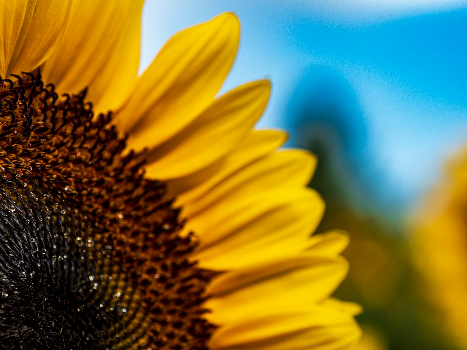 밝은 노란 해바라기 꽃잎의 클로즈업