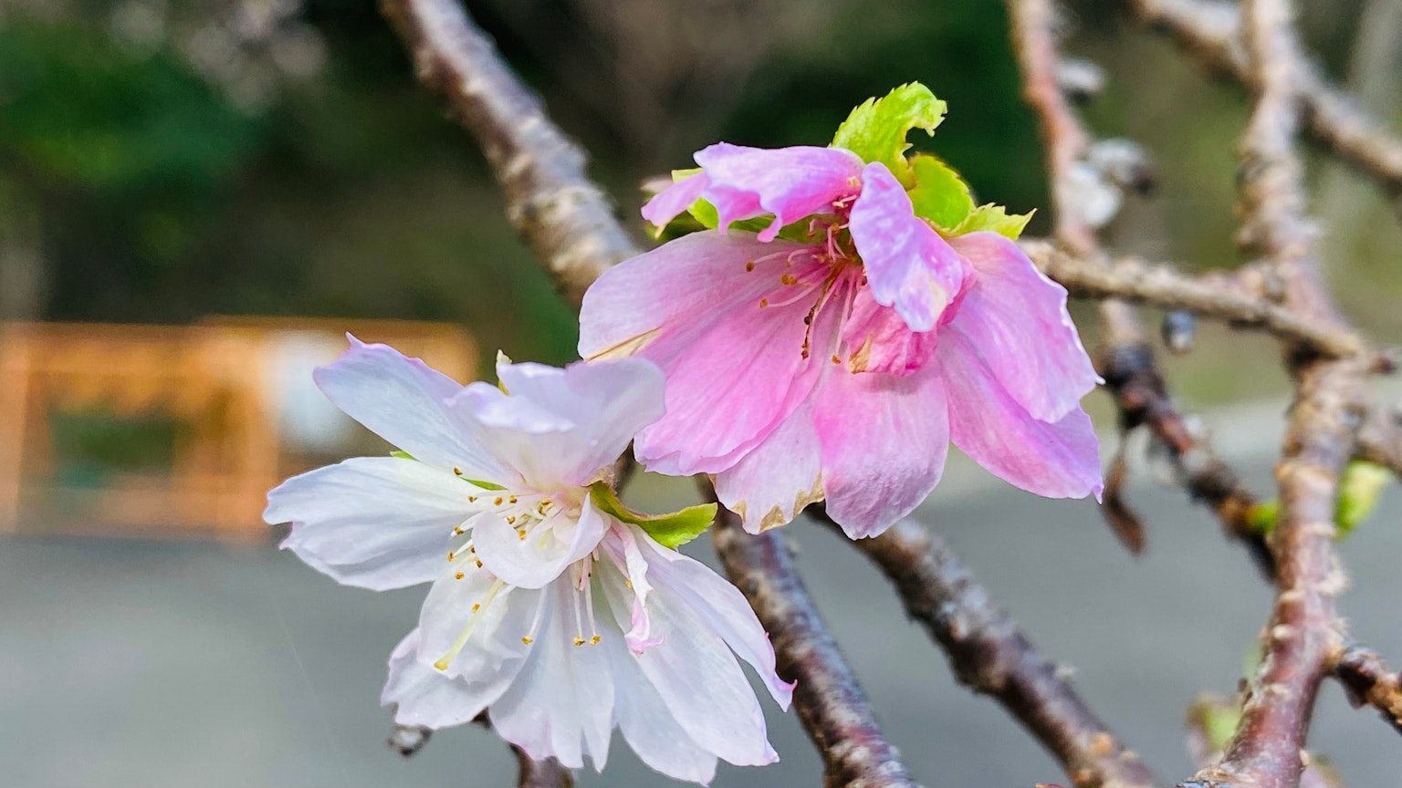 樱花盛开，粉色和白色花瓣在一根树枝上