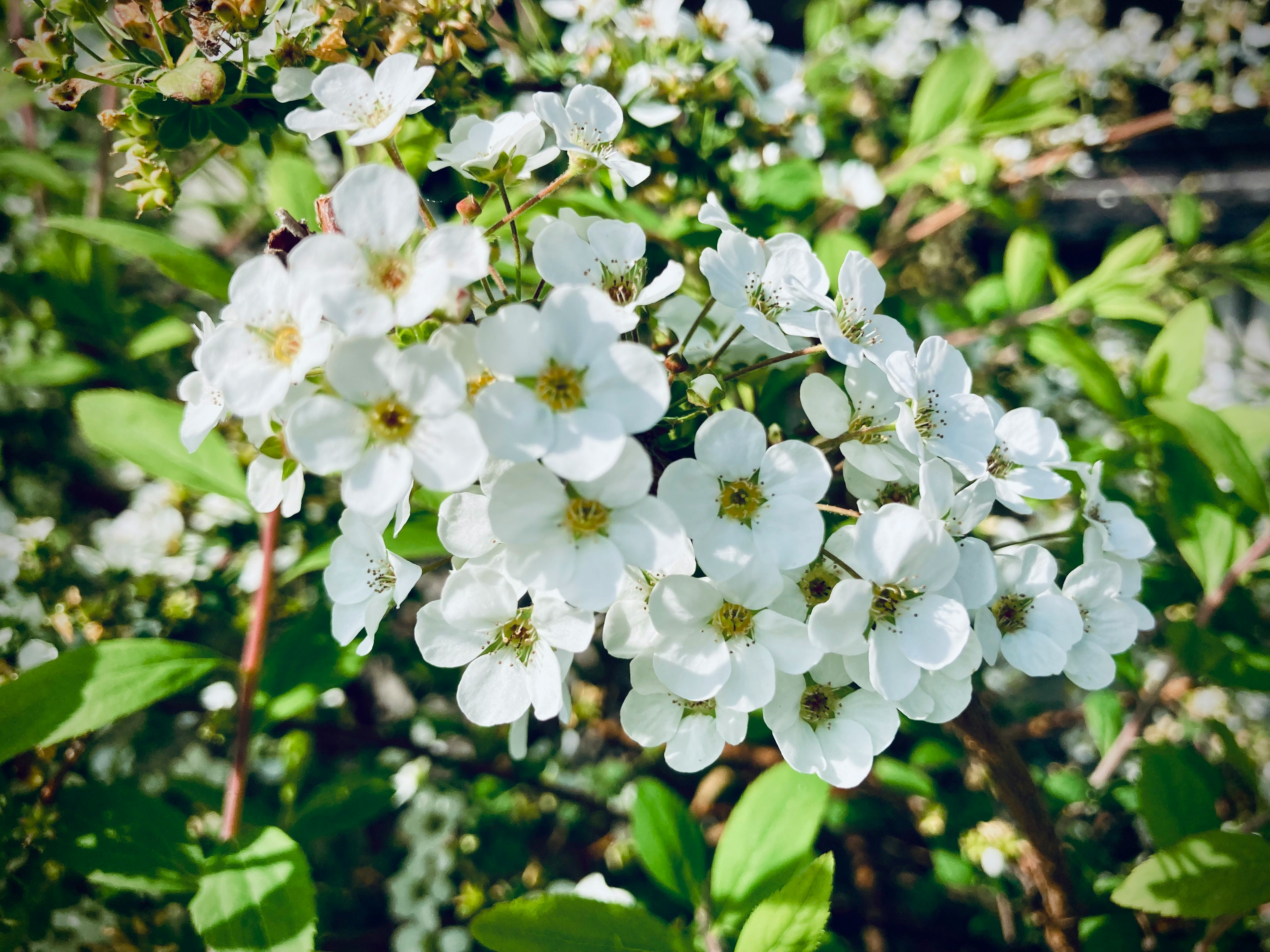 ユキヤナギの白い花が咲く枝先