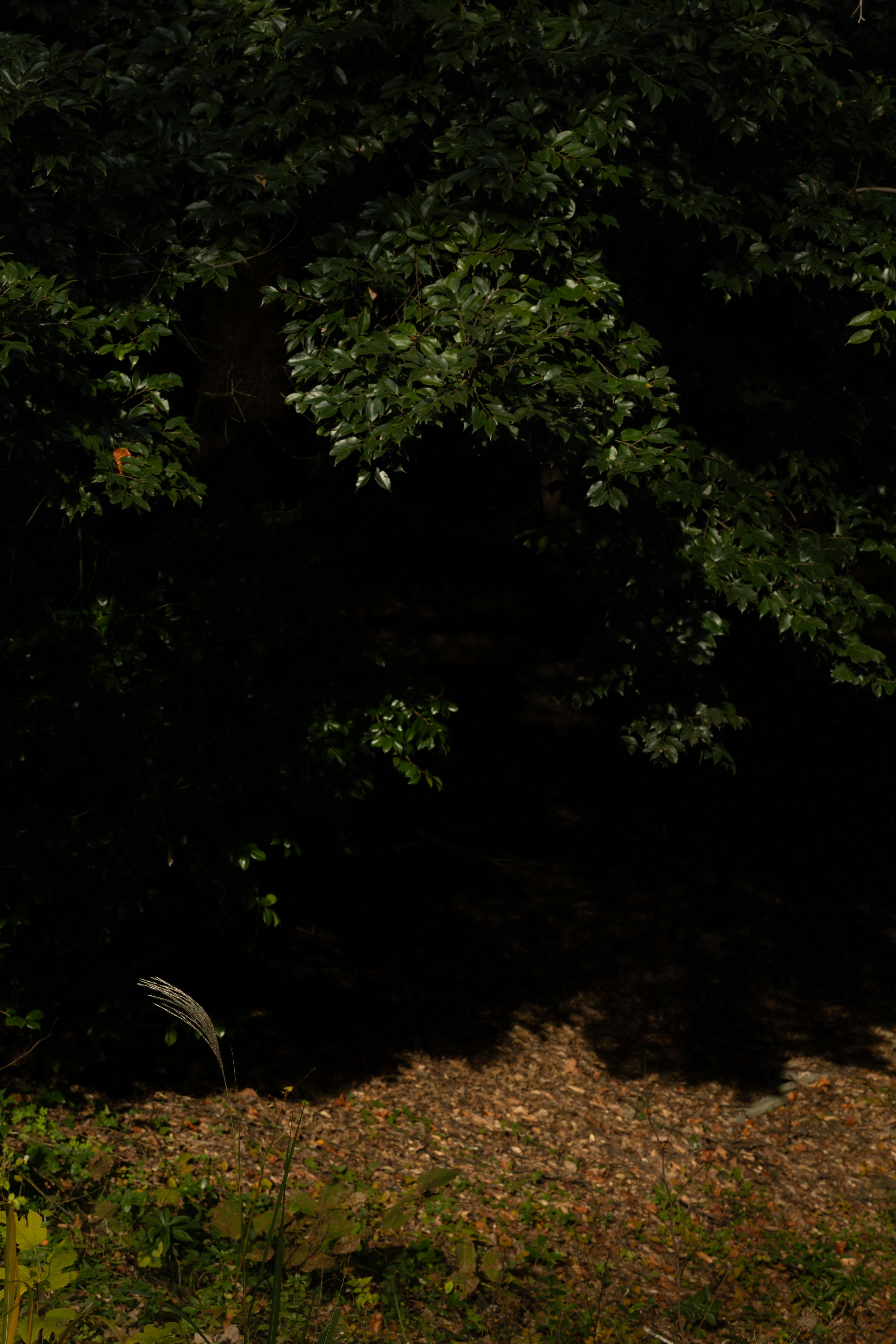 sentier sombre en forêt bordé de feuillage dense