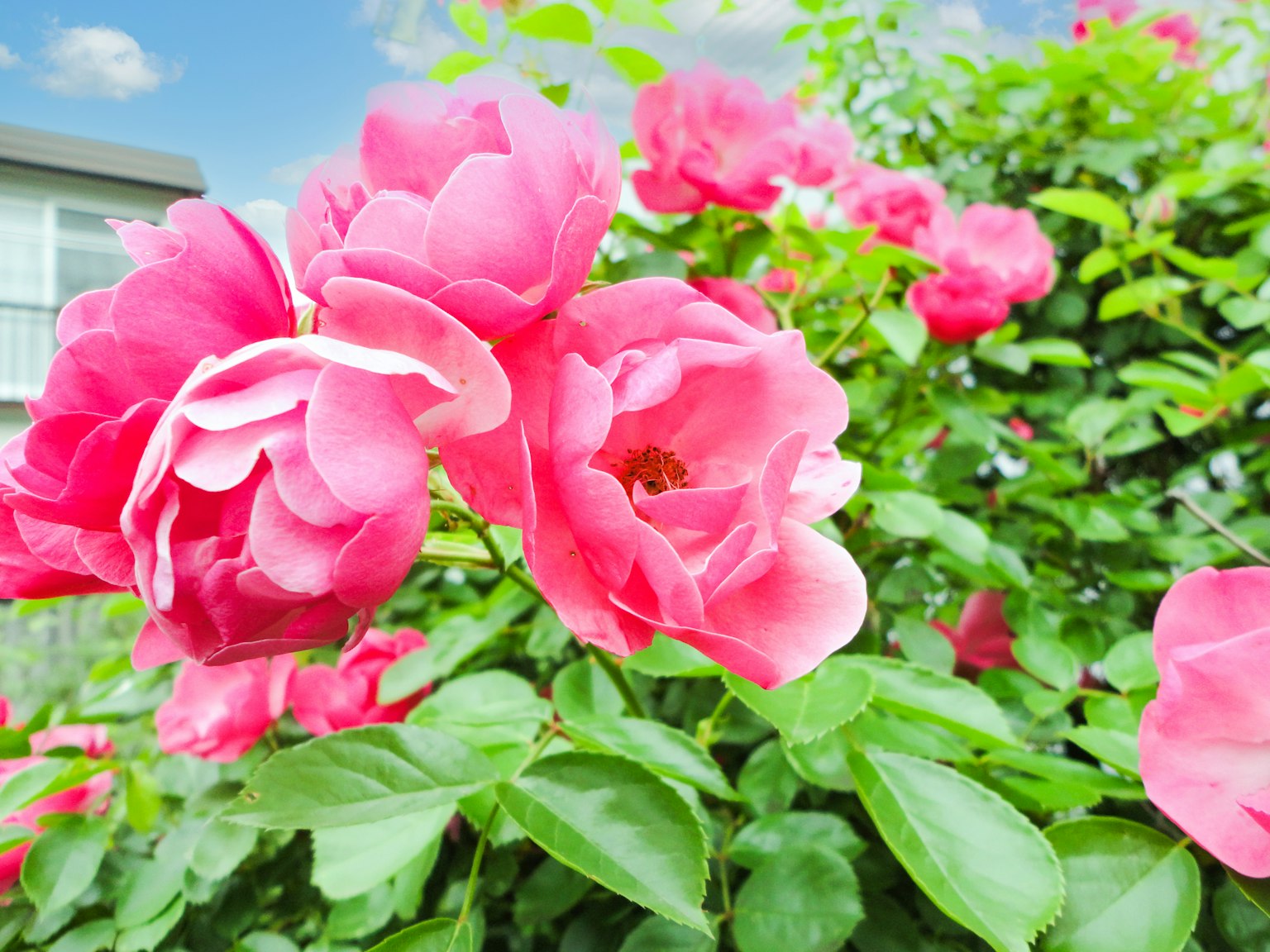 Rosa rosa vibrante che fiorisce in un giardino