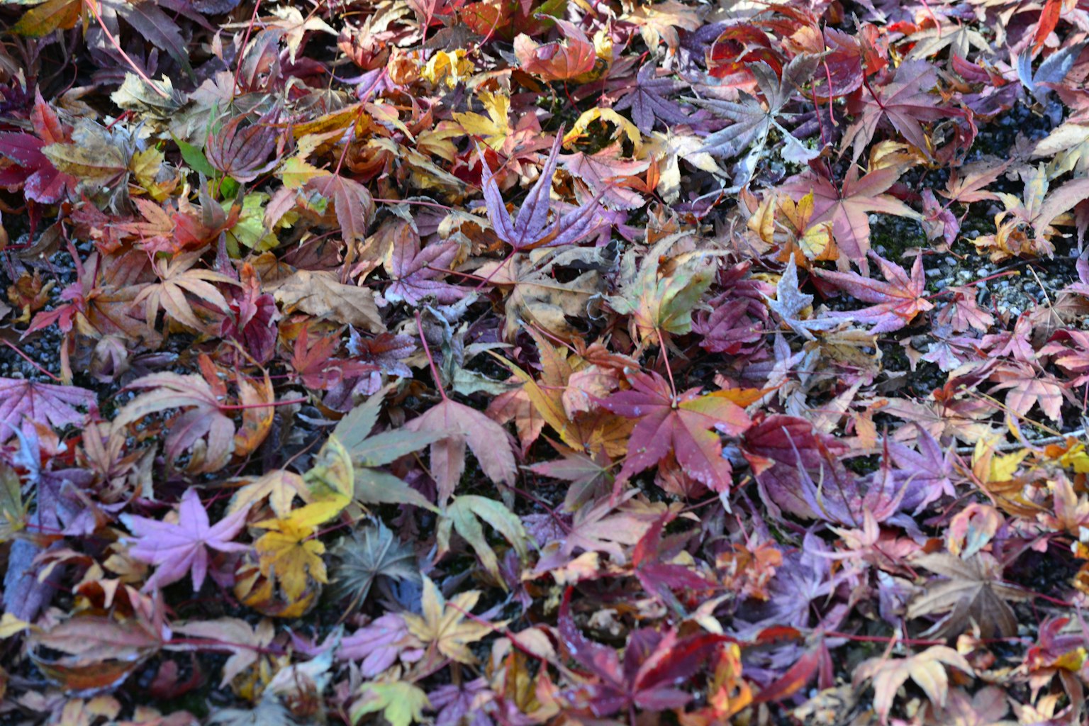 Colorful autumn leaves scattered on the ground