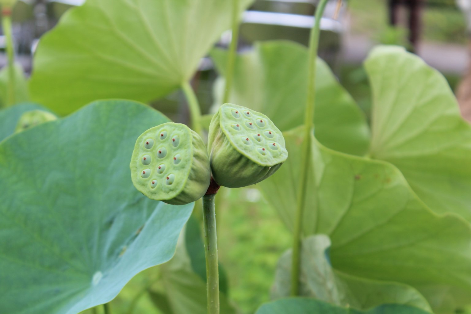 莲花植物，具有绿色叶子和种荚