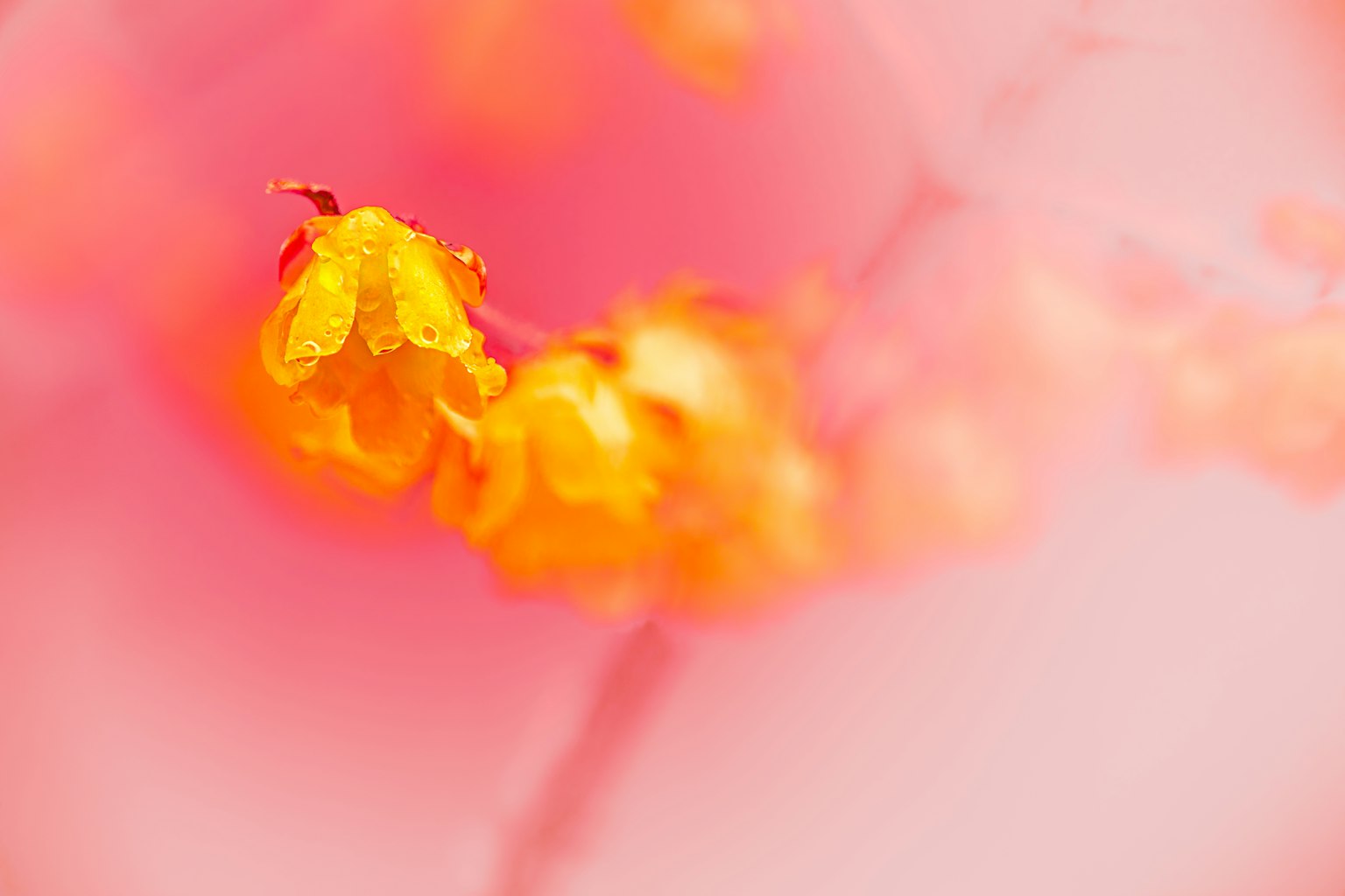 Bella foto con fiori arancioni vivaci su uno sfondo rosa