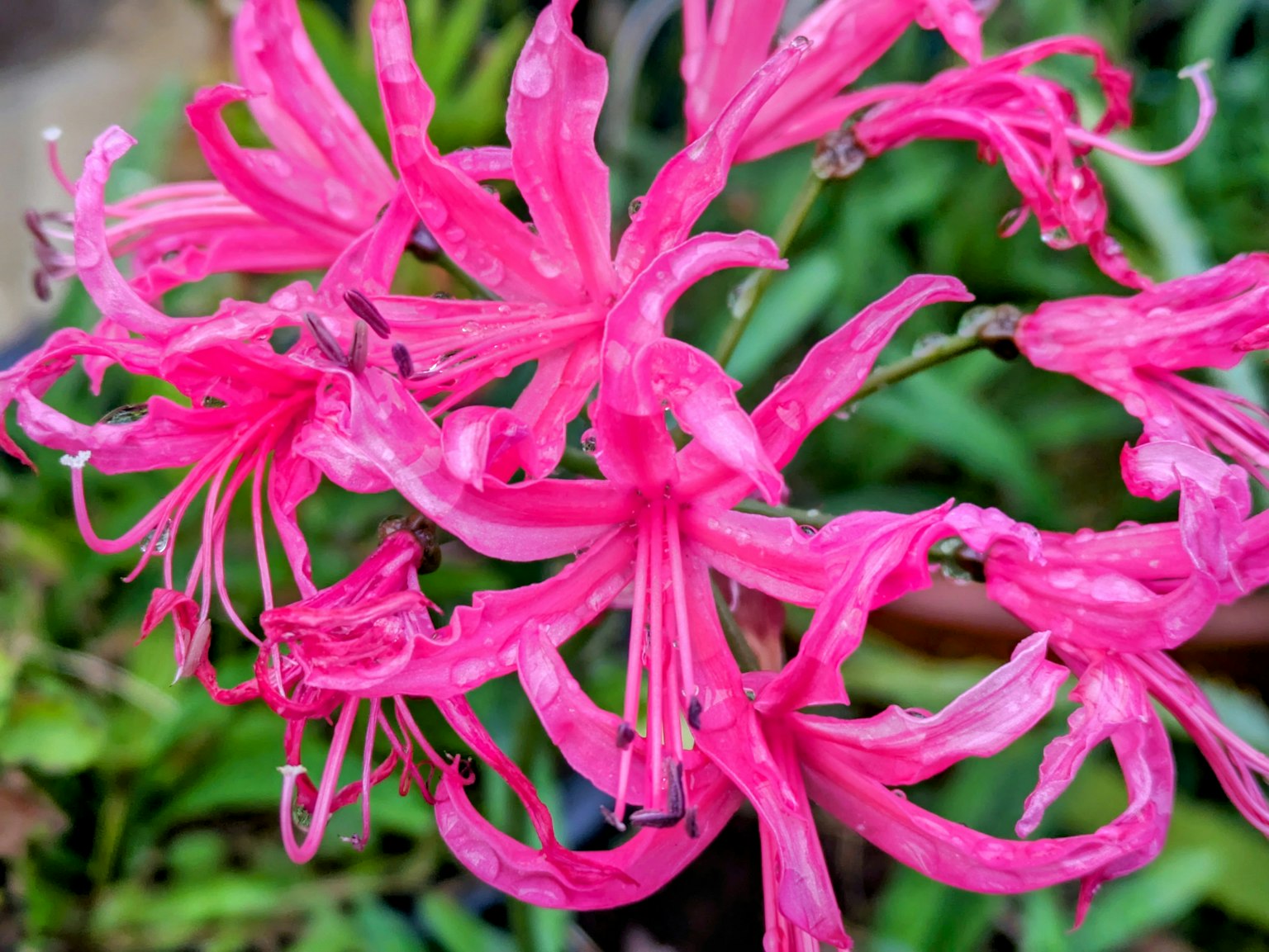 鮮豔的粉紅花朵盛開，花瓣複雜