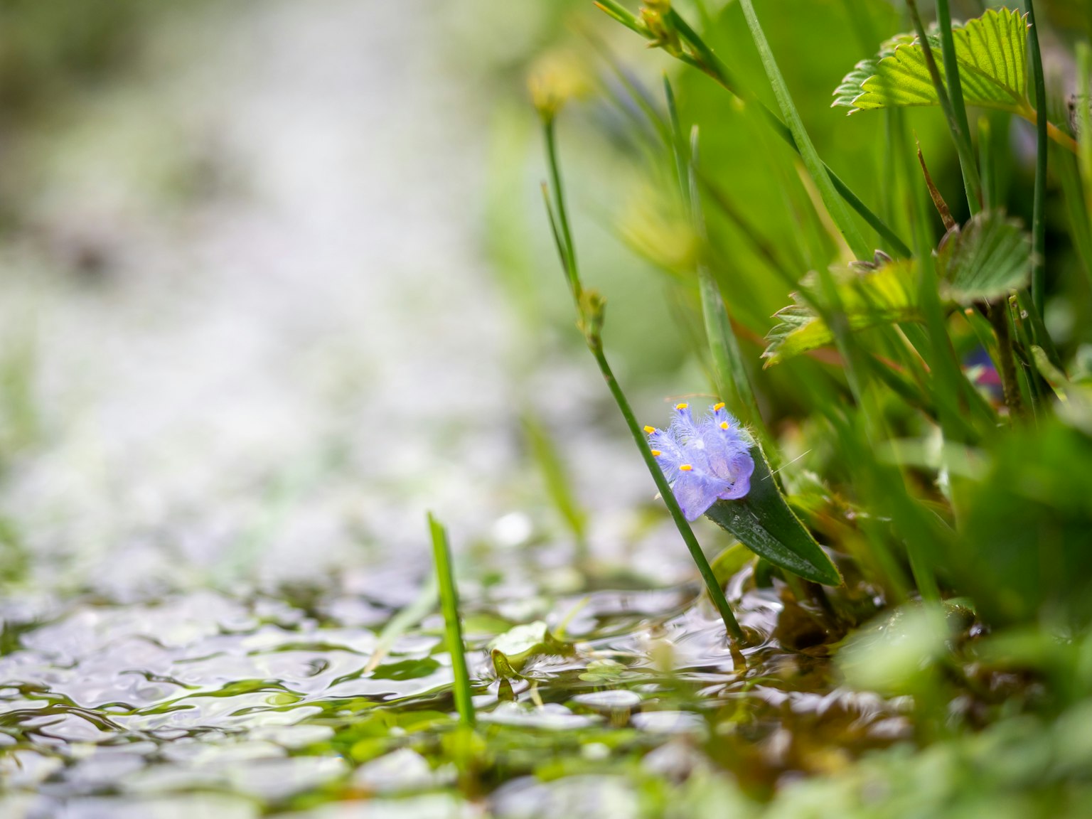 Bunga biru kecil di tepi air dengan rumput hijau
