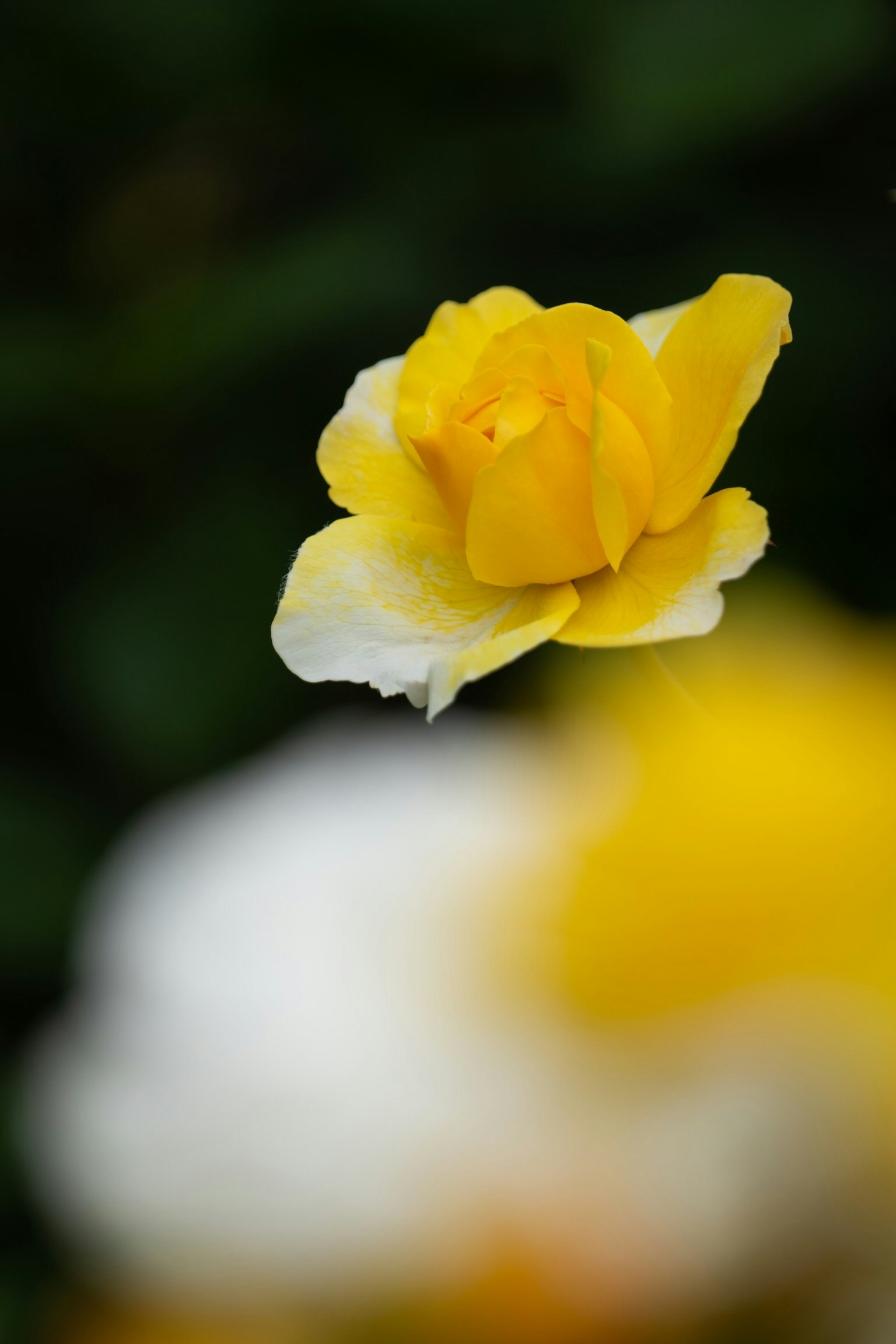 부드러운 초점의 노란색과 흰색 장미가 피어나다