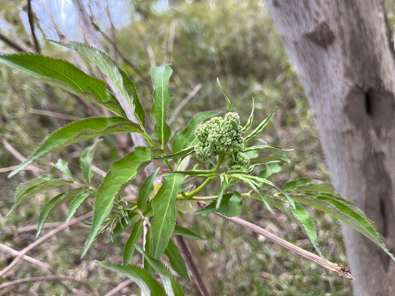 Close-up of a plant with green leaves and buds