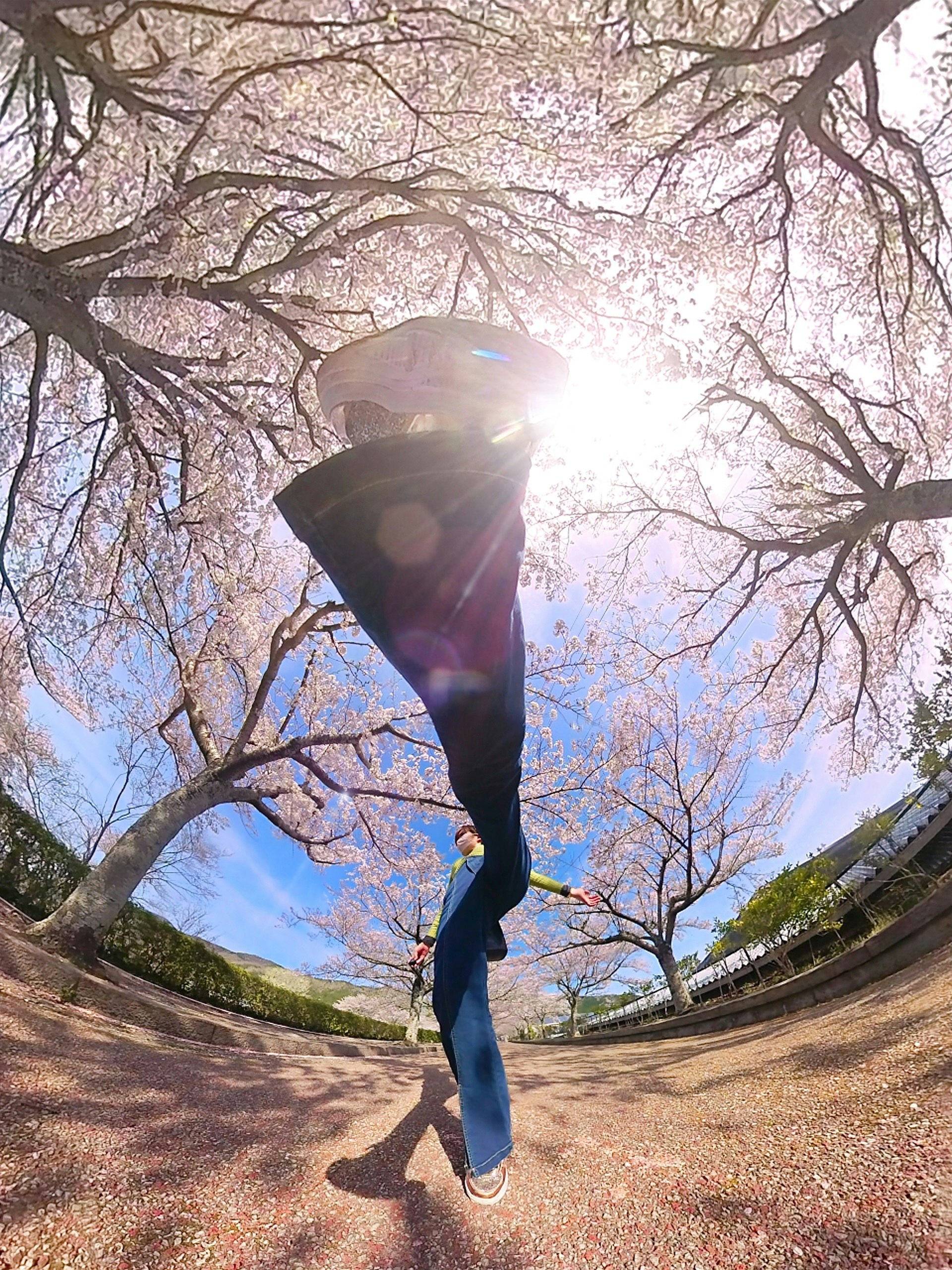 桜並木の坂道を歩く人と七谷川の風景