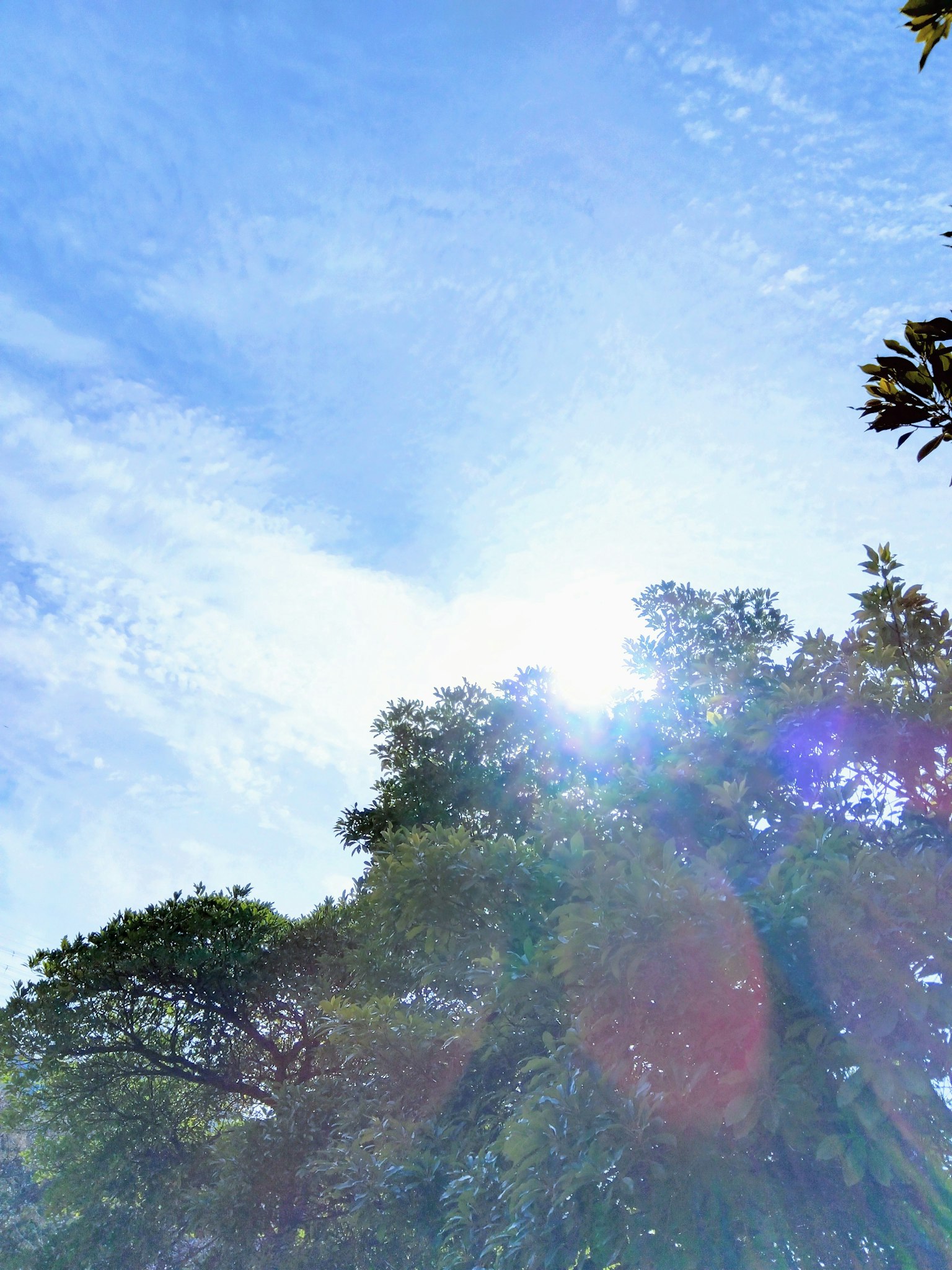 Sunlight shining through trees under a bright blue sky