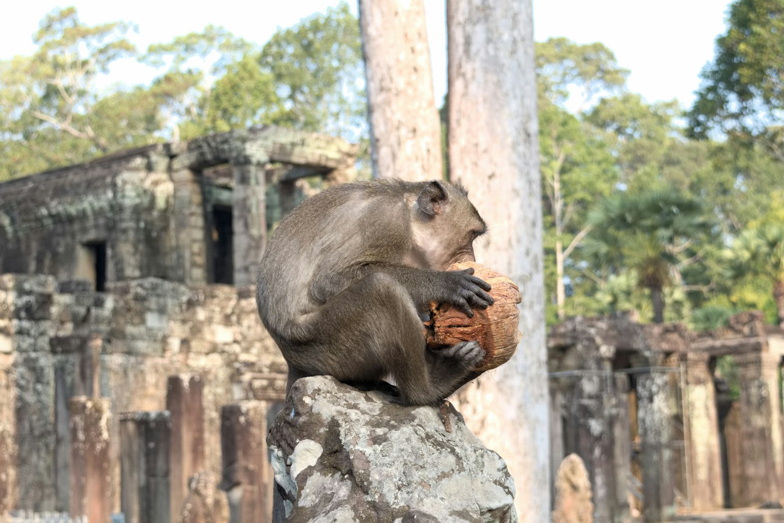 Monyet memegang kelapa di atas batu dengan reruntuhan kuno di latar belakang